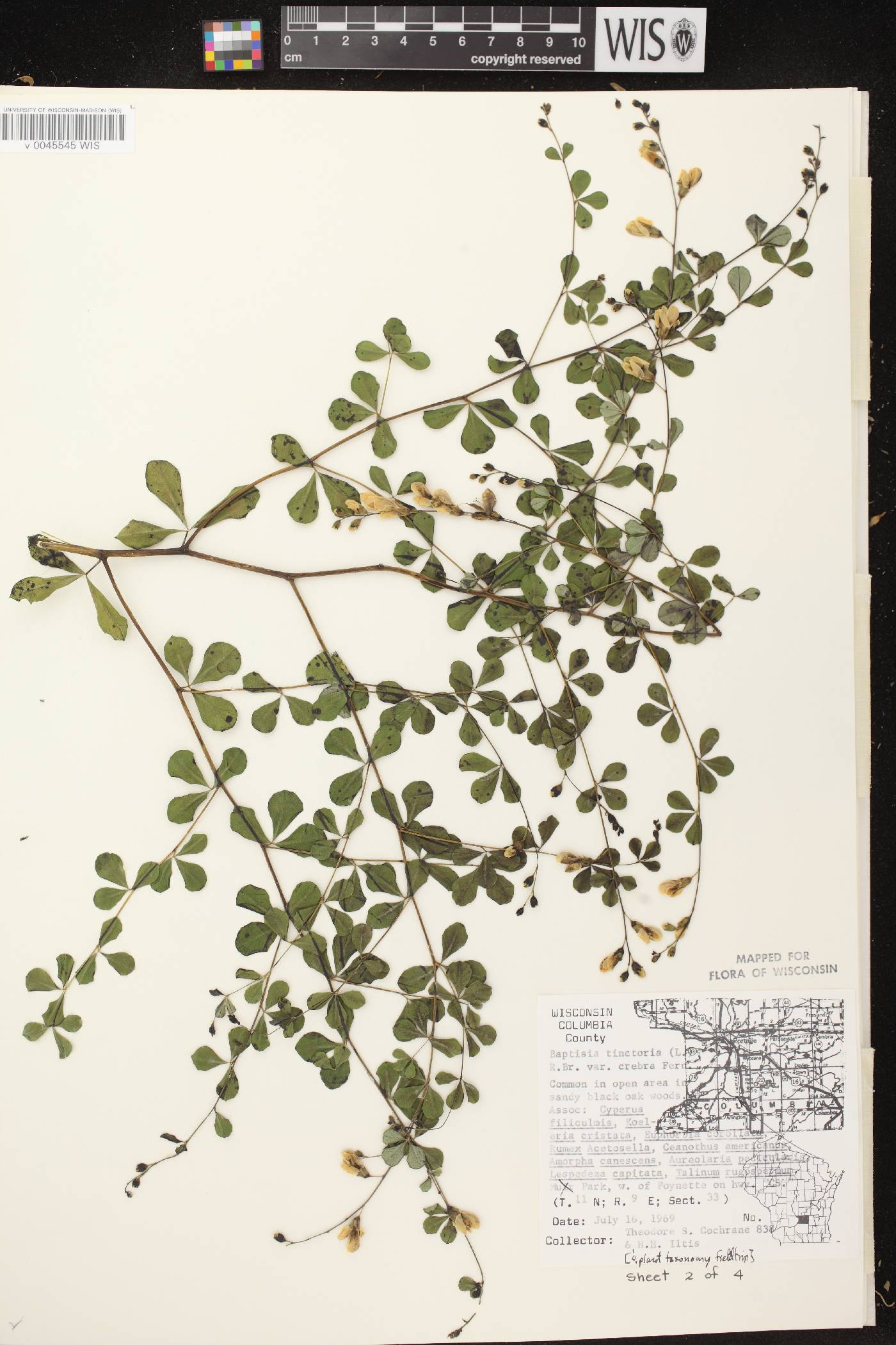 Baptisia tinctoria image