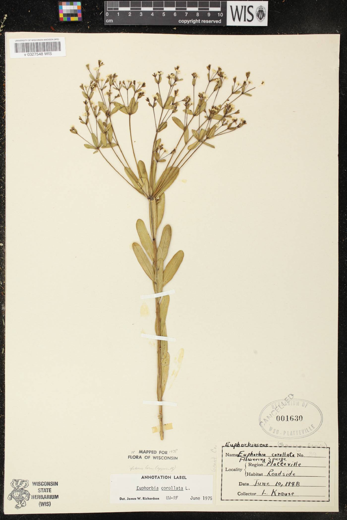 Euphorbia corollata image