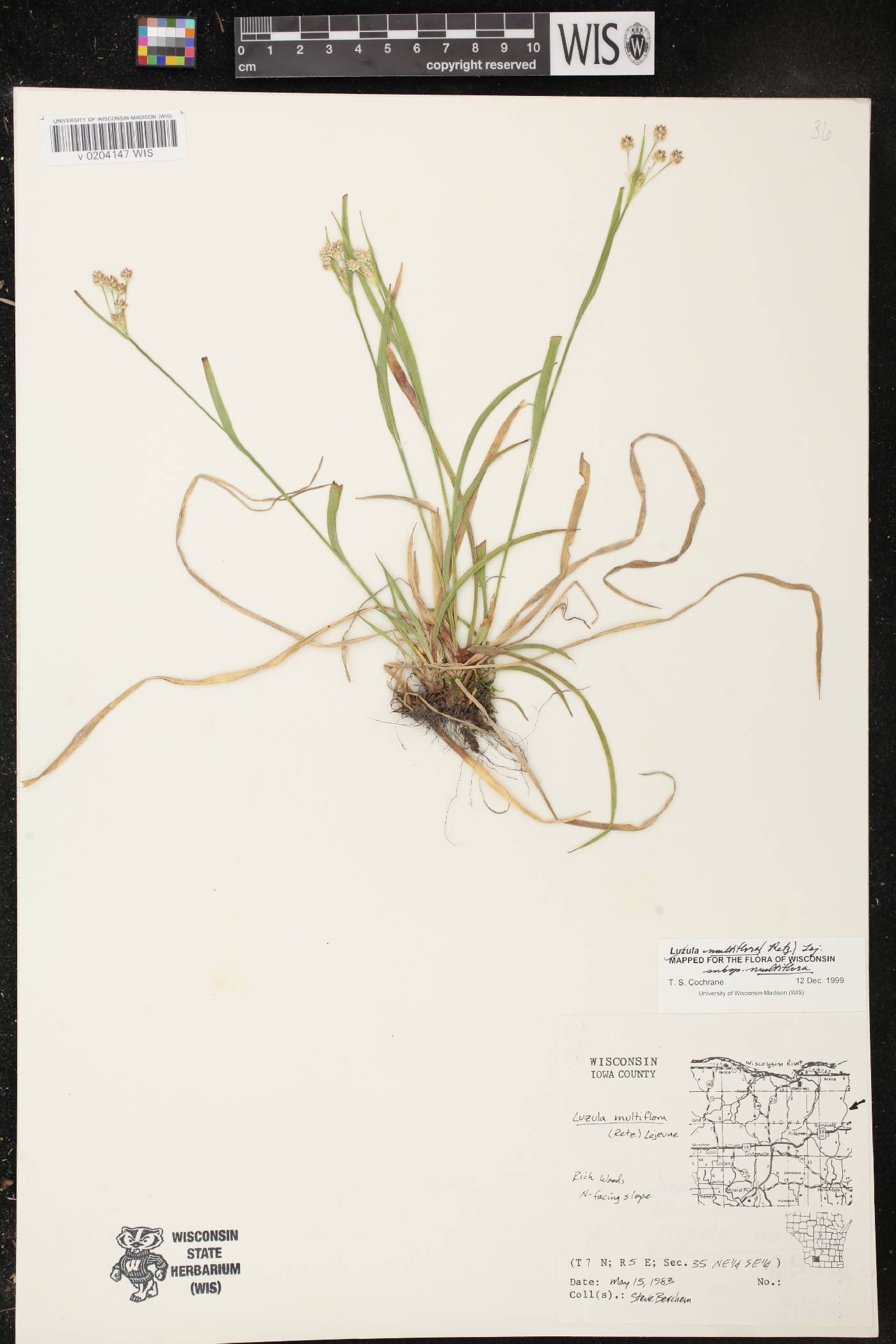 Luzula multiflora image