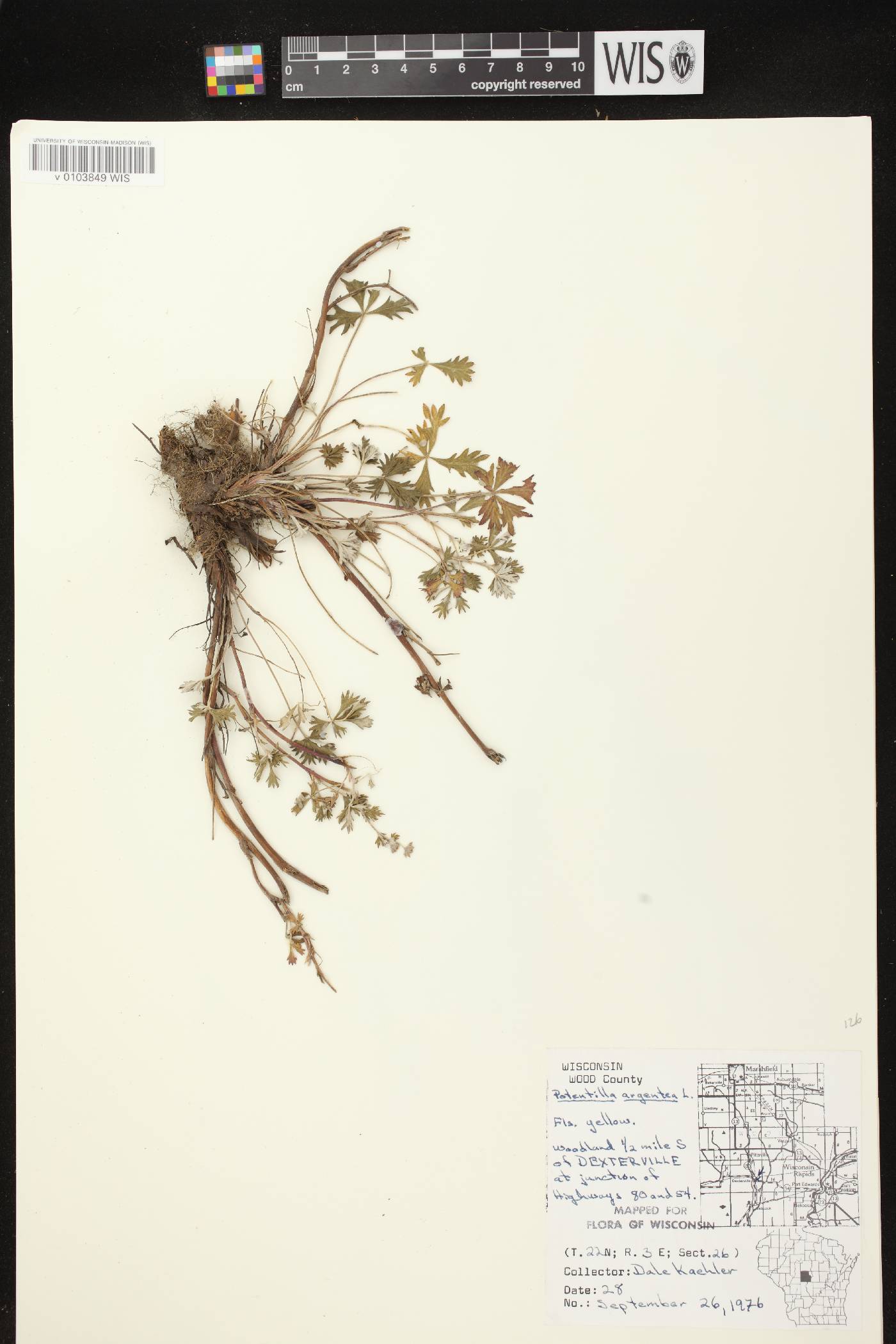 Potentilla argentea image