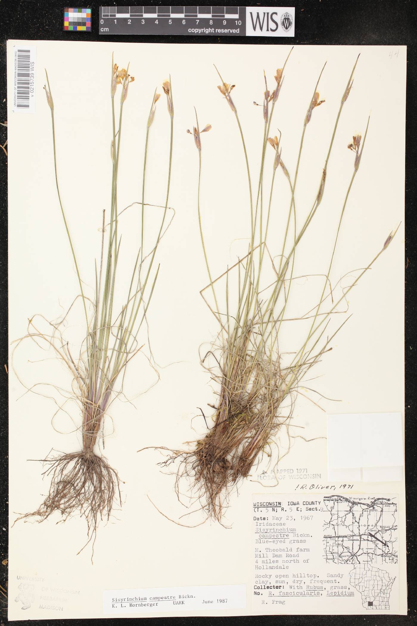 Sisyrinchium campestre image