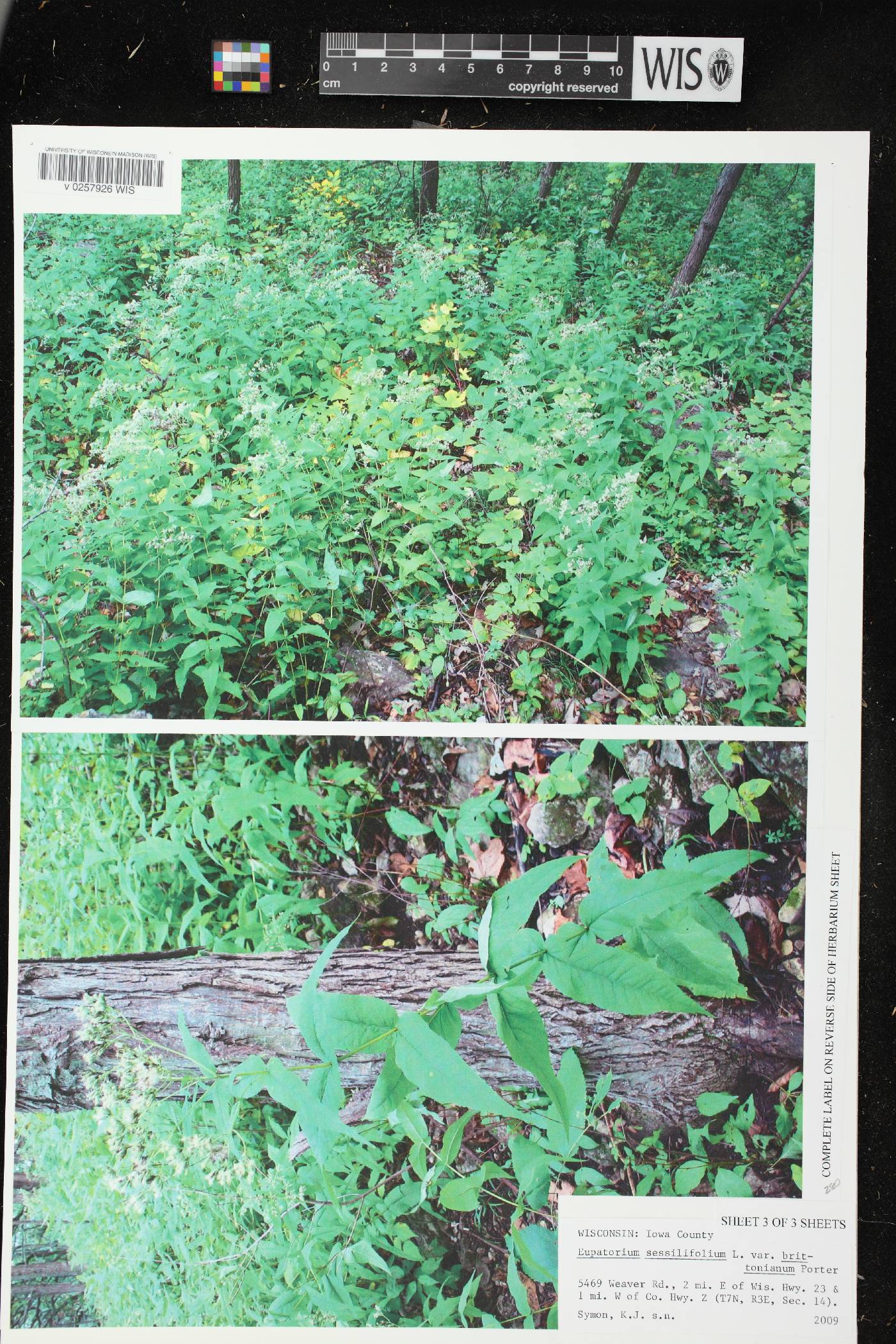 Eupatorium sessilifolium image