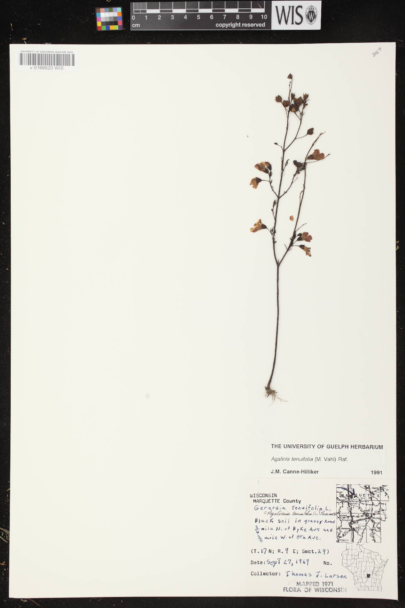 Agalinis tenuifolia image