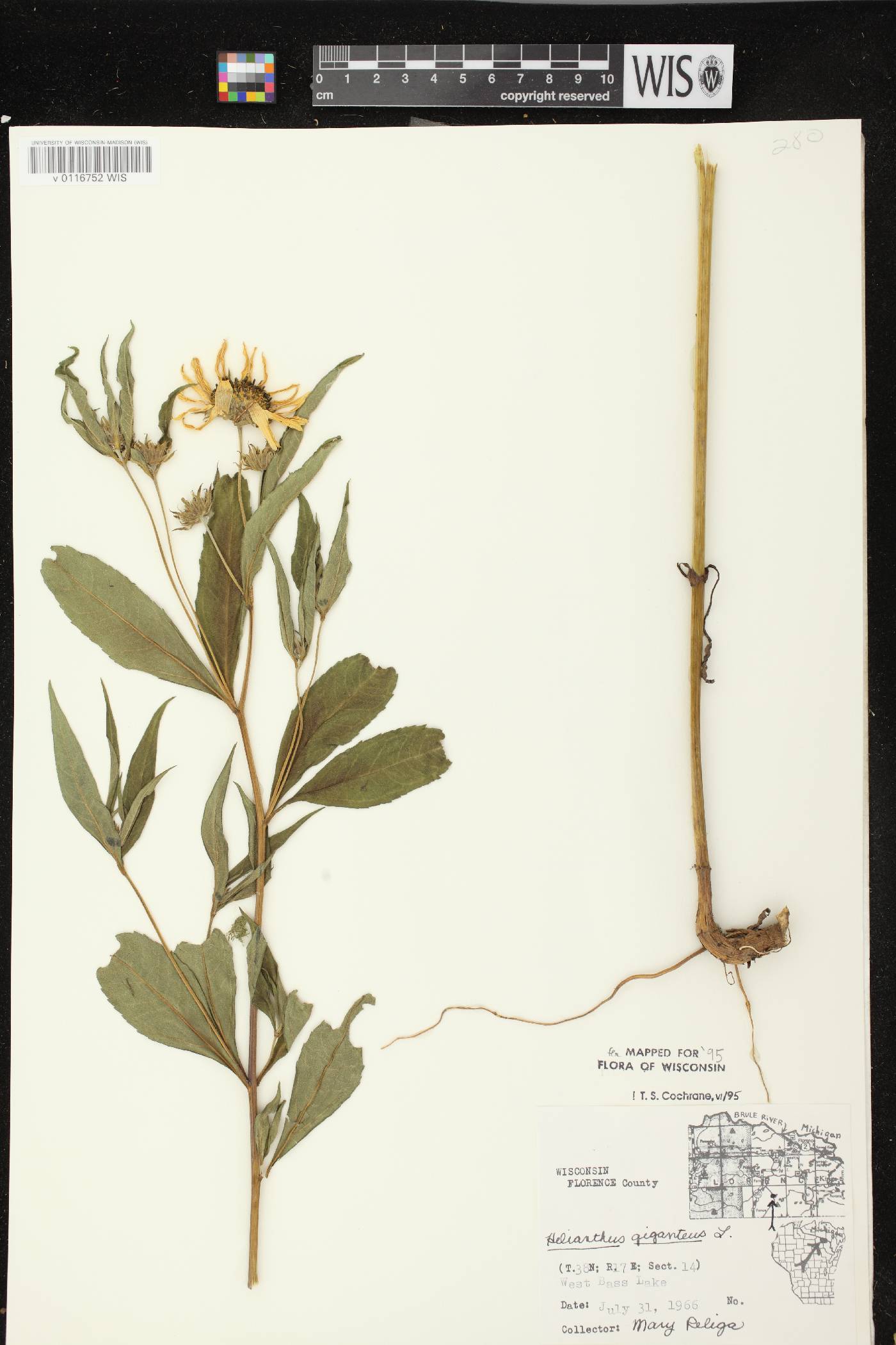 Helianthus giganteus image