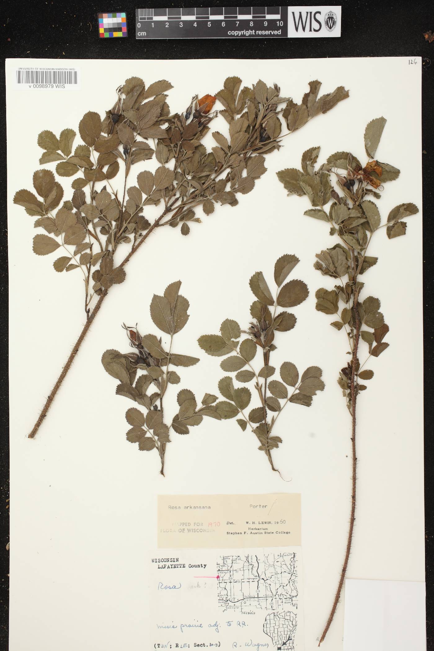 Rosa arkansana image