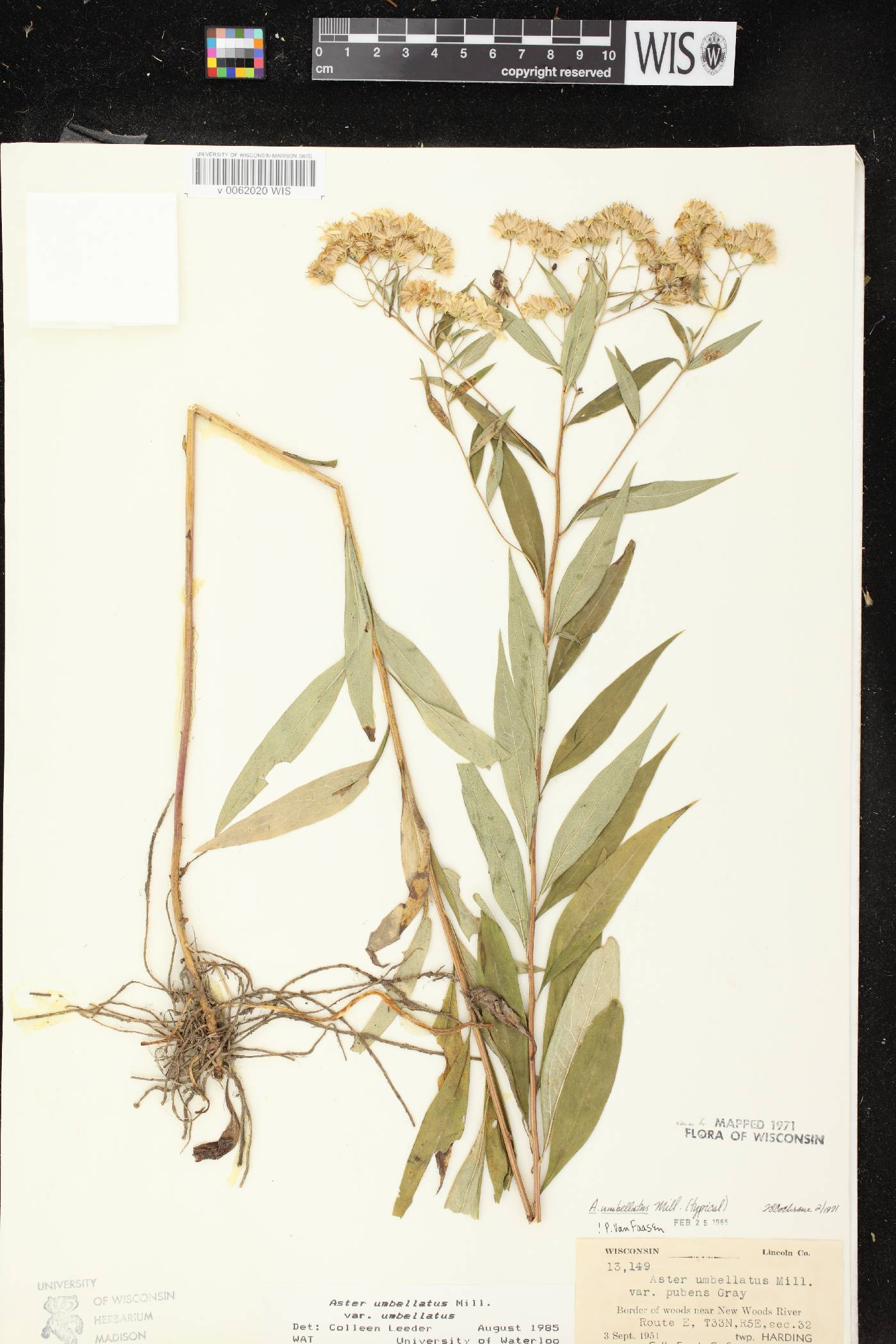 Doellingeria umbellata var. umbellata image