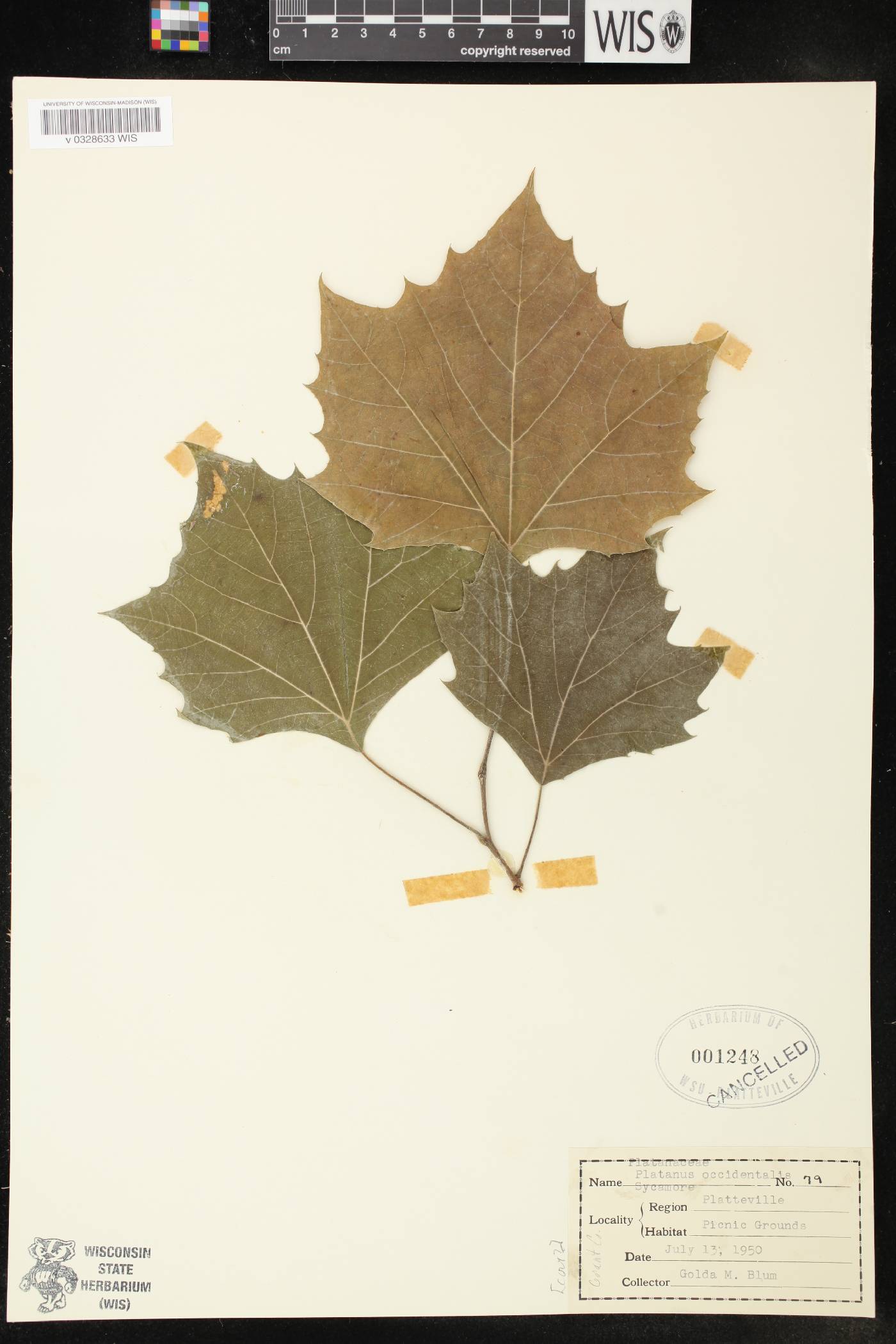 Platanus occidentalis image