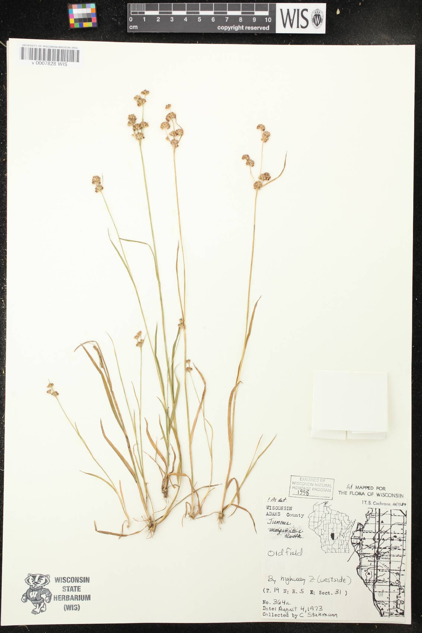 Juncus marginatus image