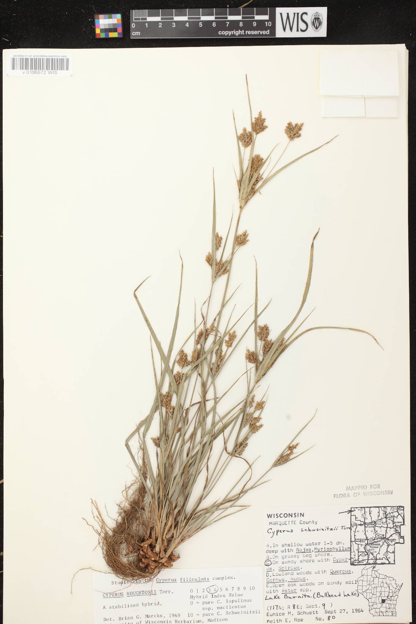 Cyperus houghtonii image