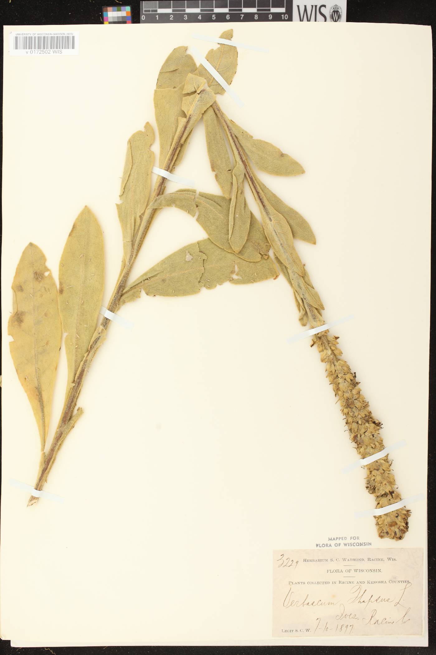 Verbascum thapsus image