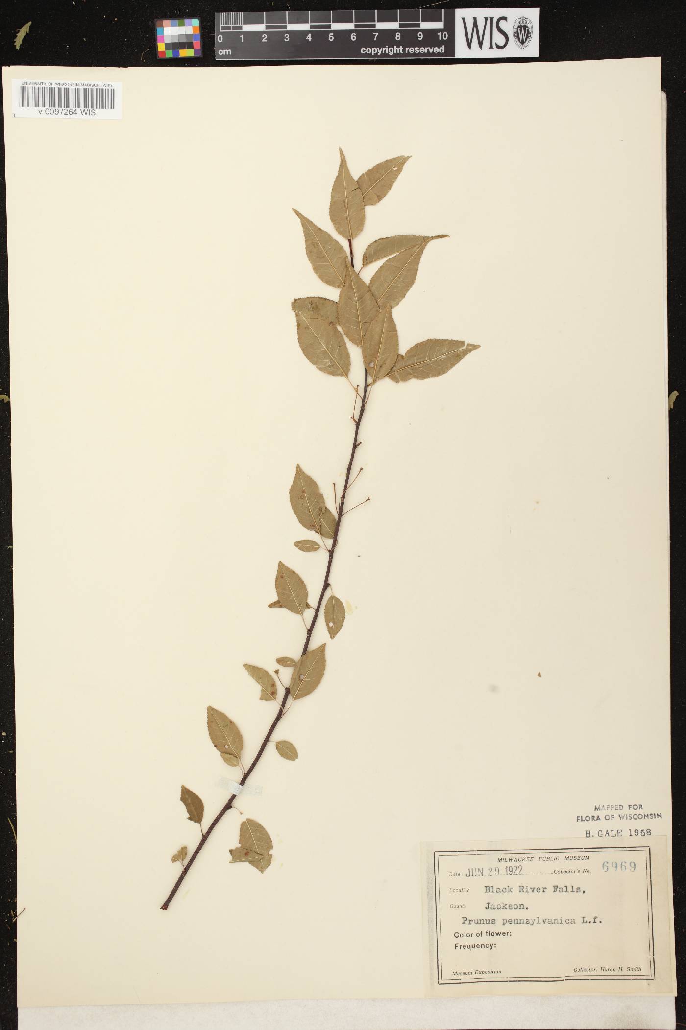 Prunus pensylvanica image