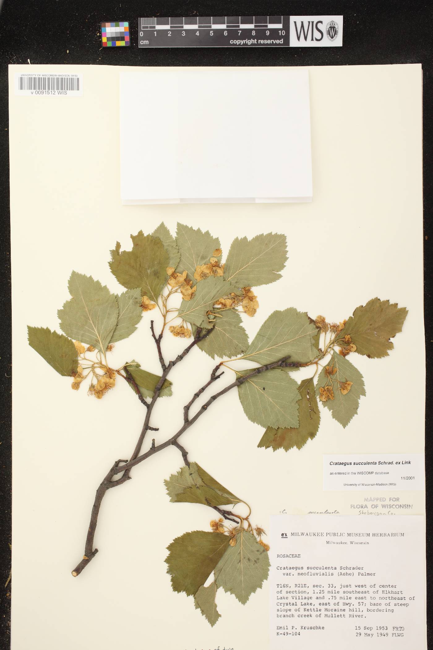 Crataegus succulenta image