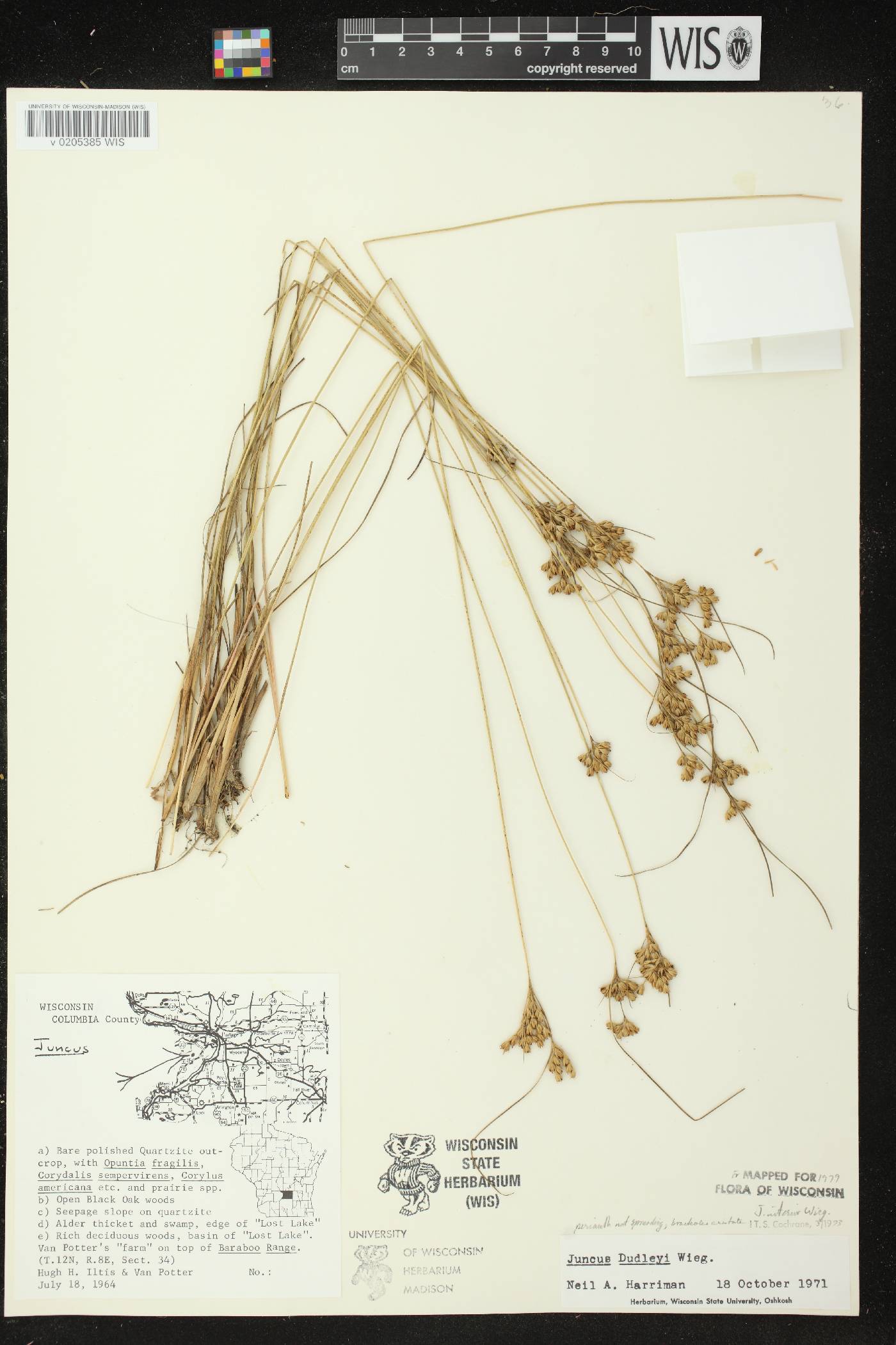 Juncus interior image