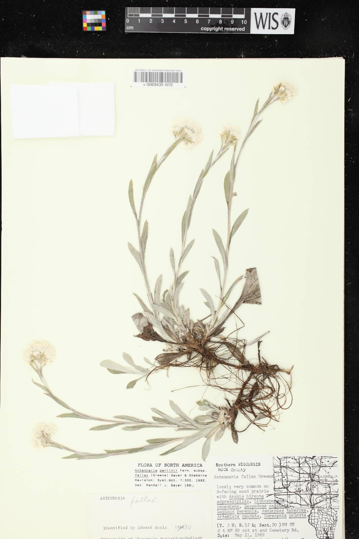 Antennaria parlinii subsp. fallax image