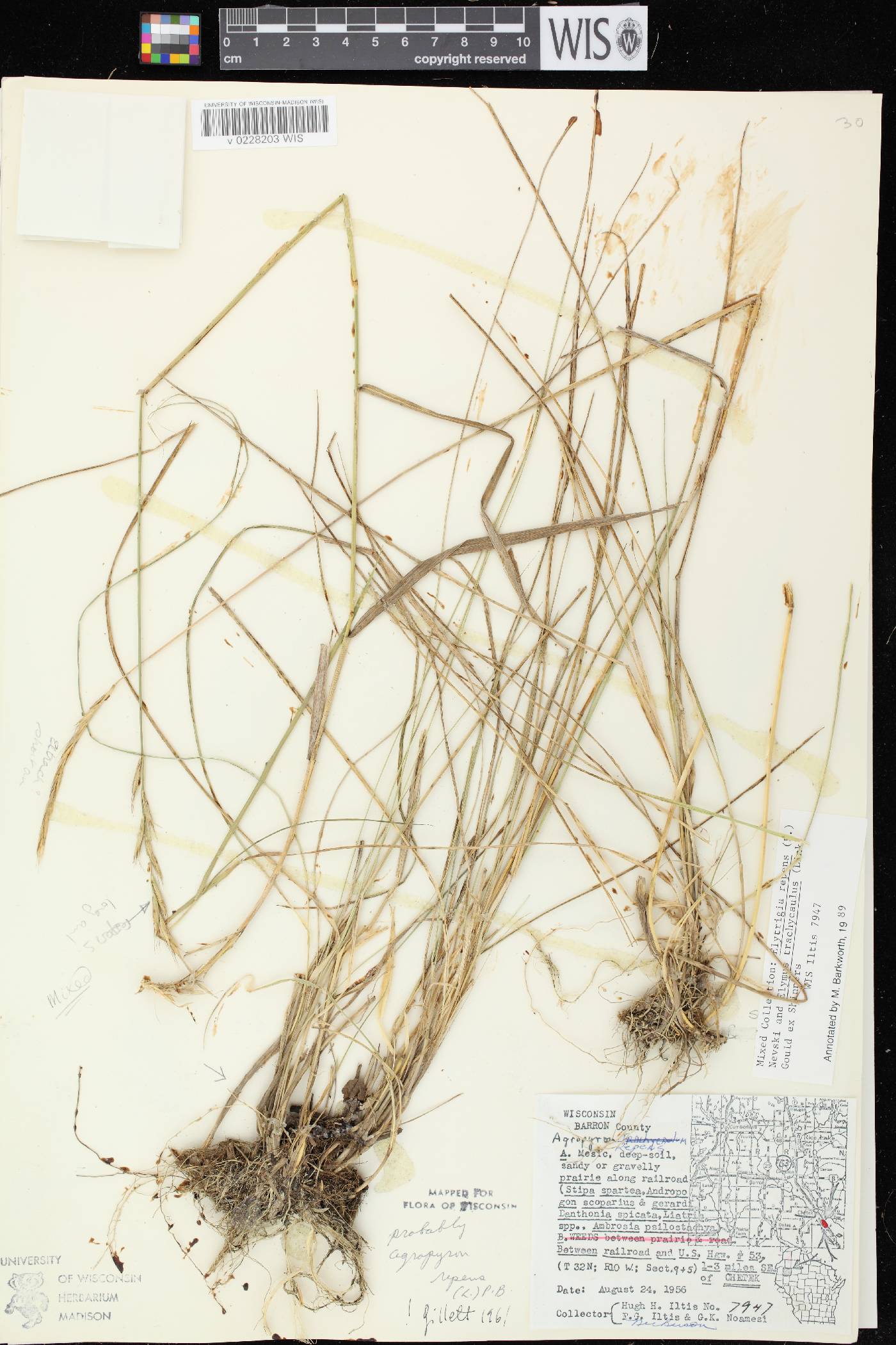 Elymus repens image