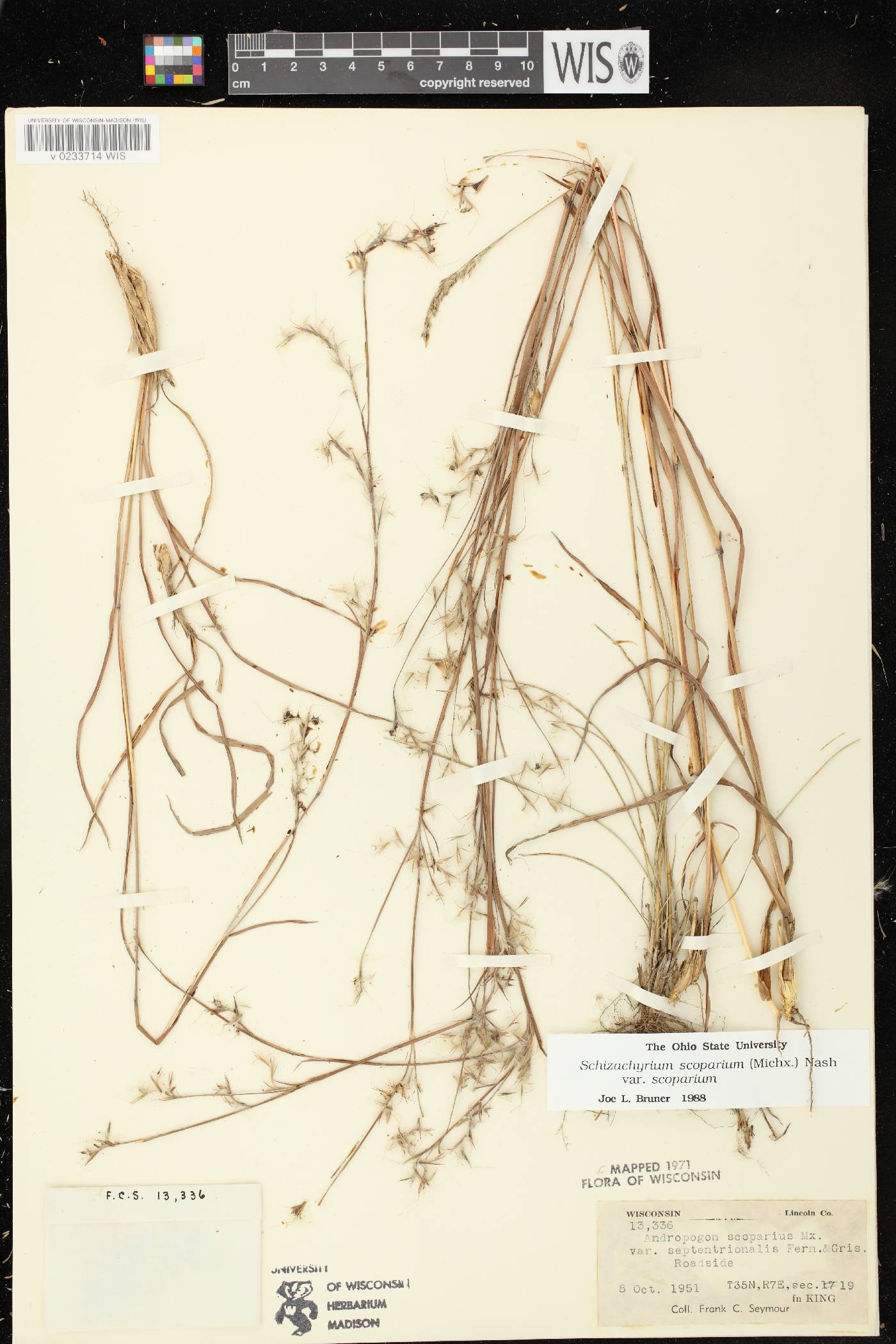 Schizachyrium scoparium var. scoparium image