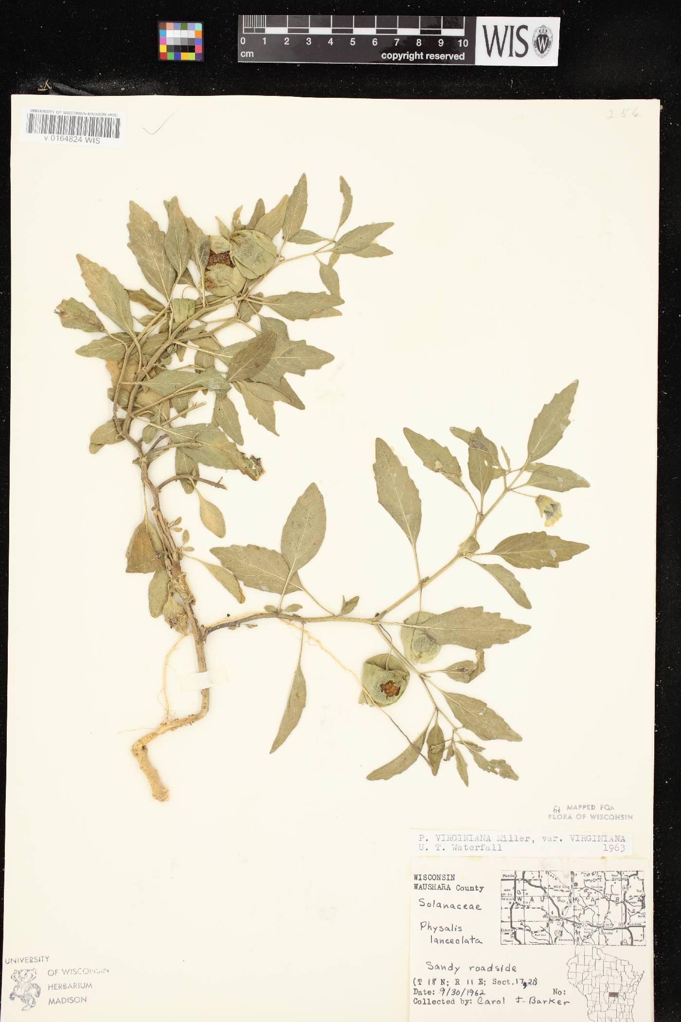 Physalis virginiana var. virginiana image