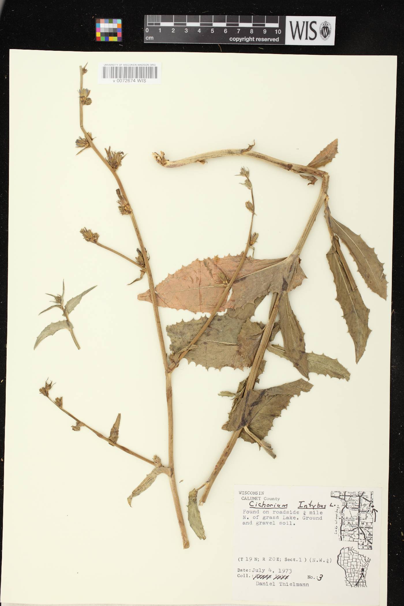 Cichorium intybus image