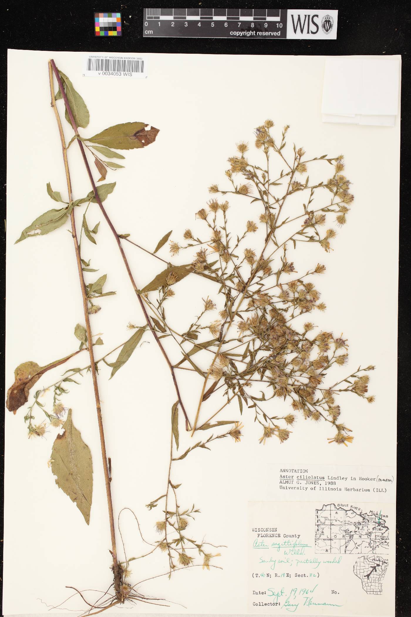 Symphyotrichum ciliolatum image