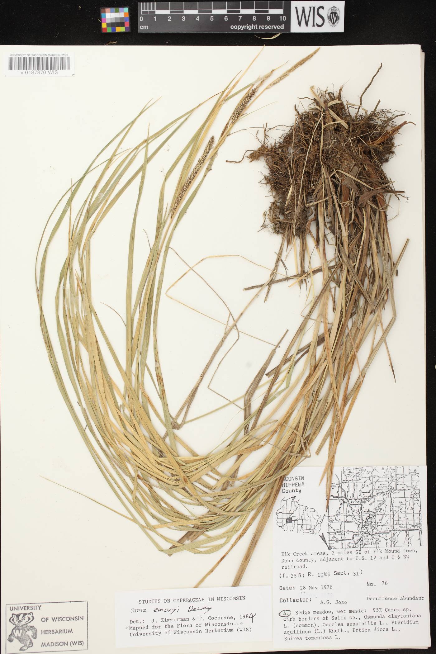 Carex emoryi image