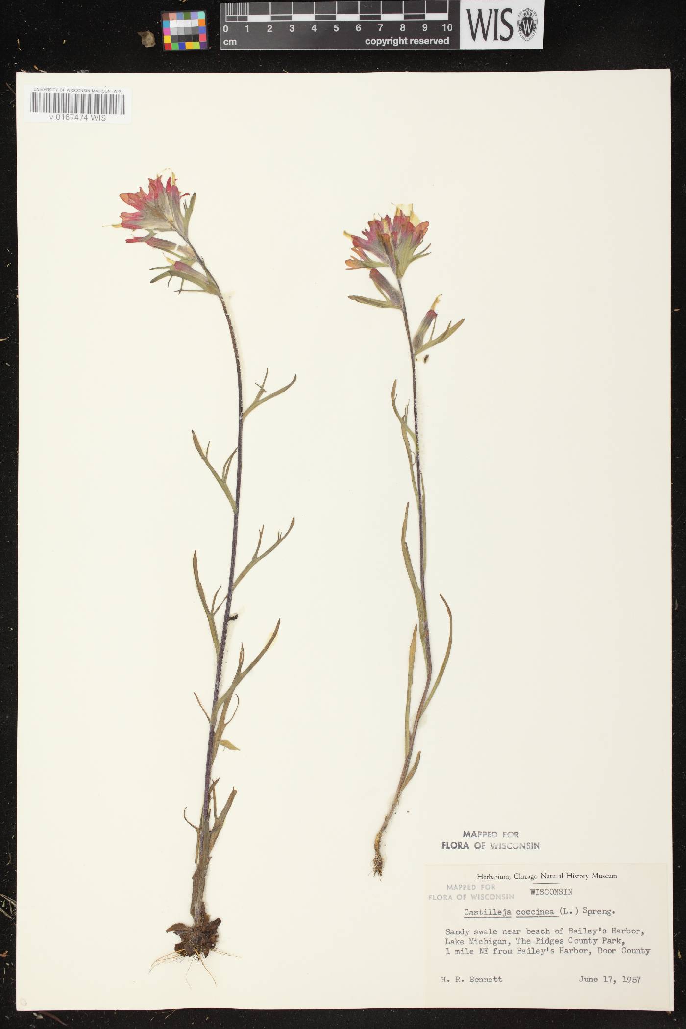 Castilleja coccinea image