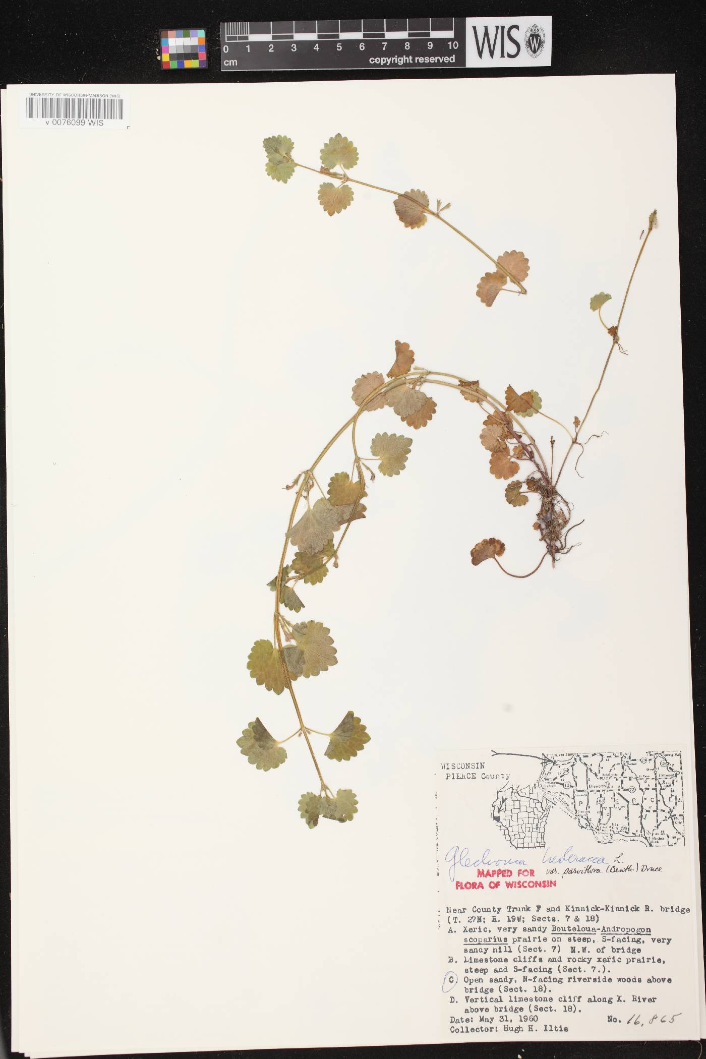 Glechoma hederacea var. micrantha image