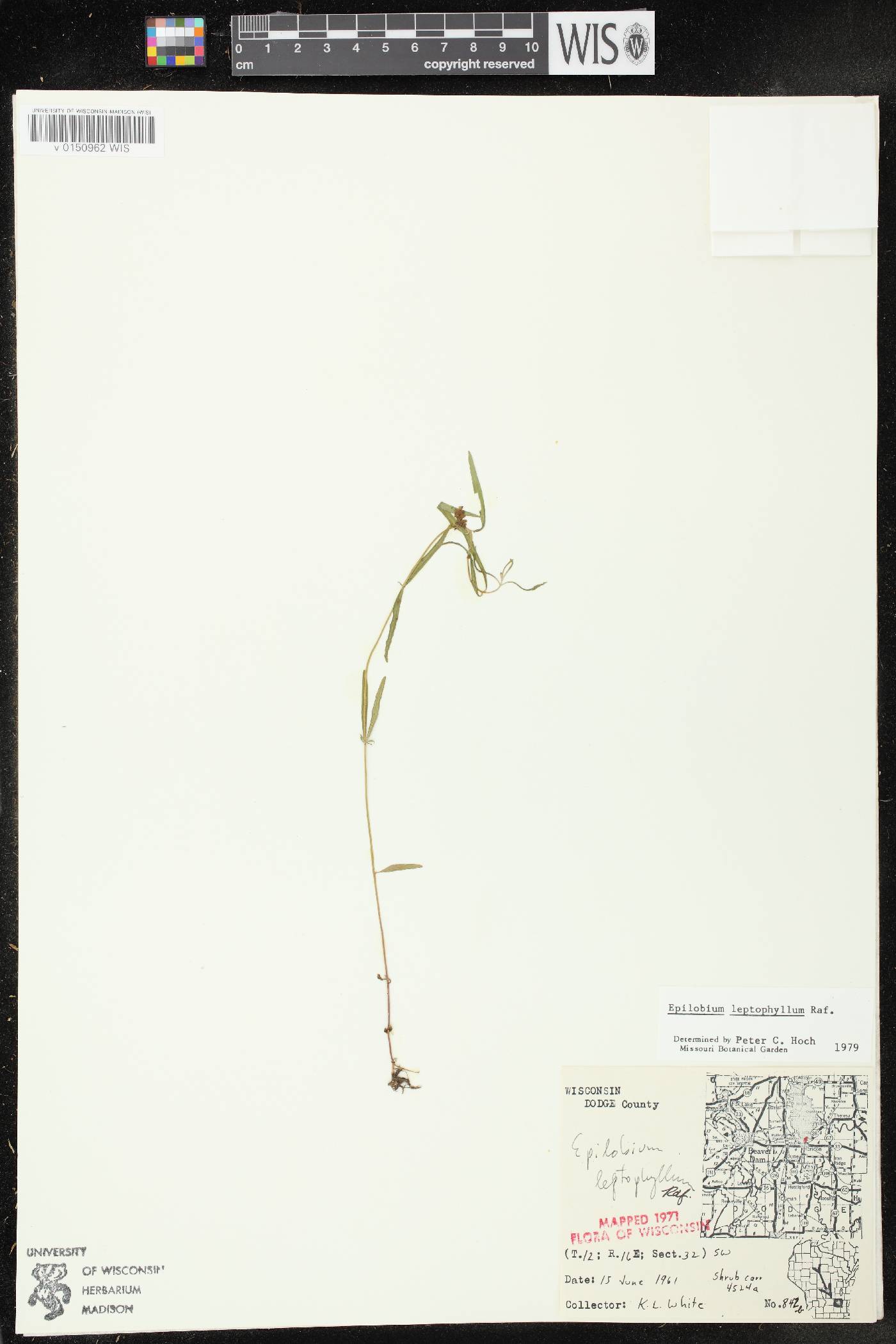 Epilobium leptophyllum image