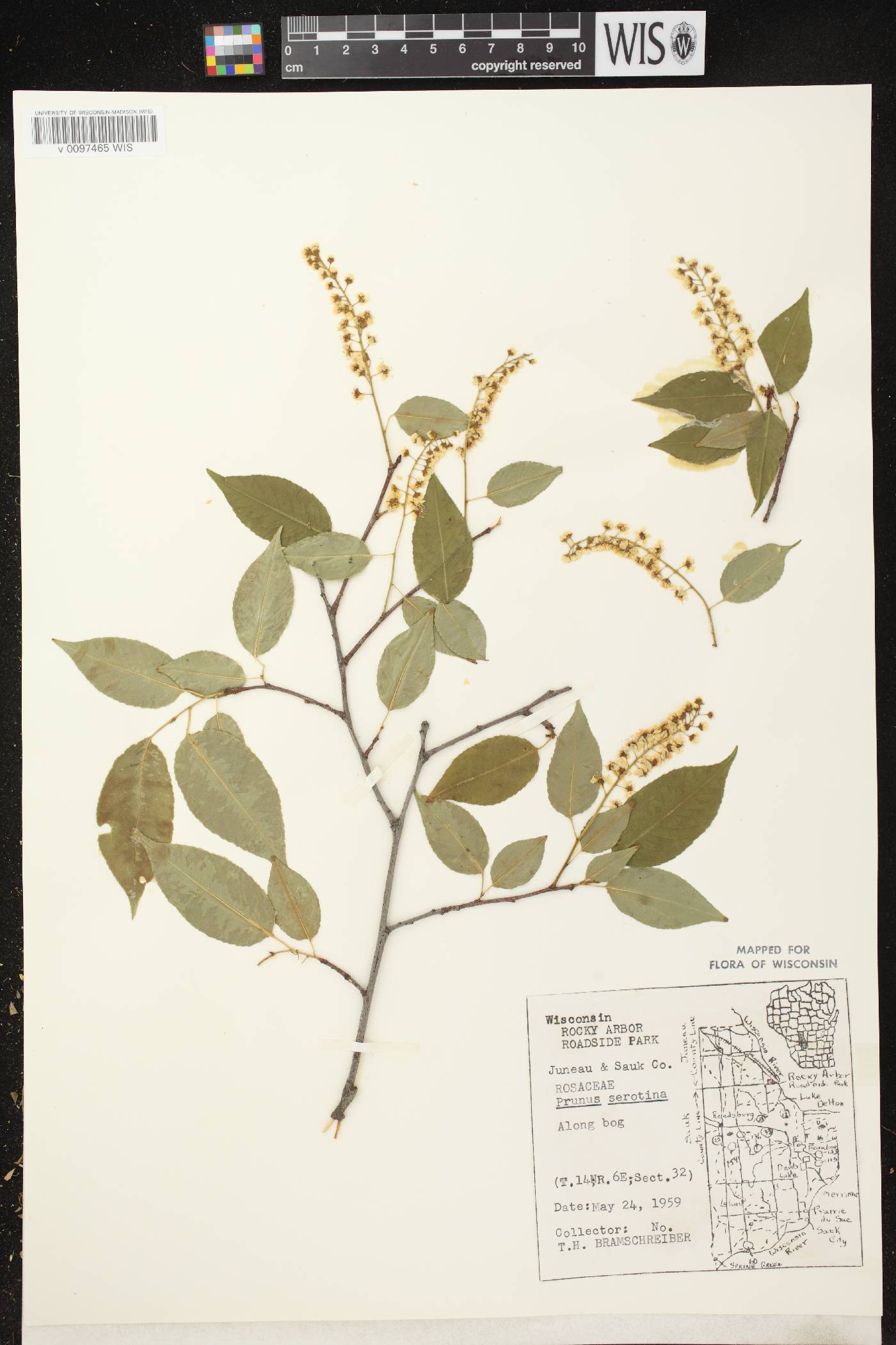 Prunus serotina var. serotina image