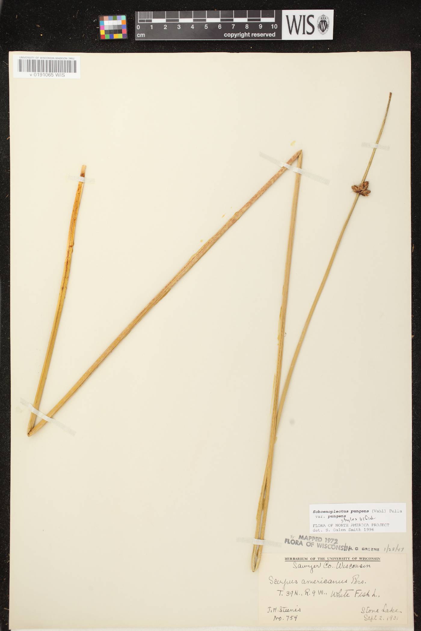 Schoenoplectus pungens image