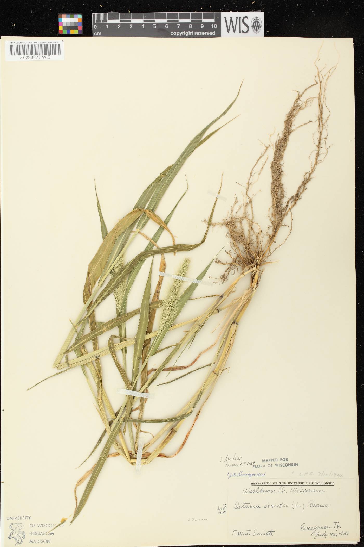 Setaria viridis var. viridis image