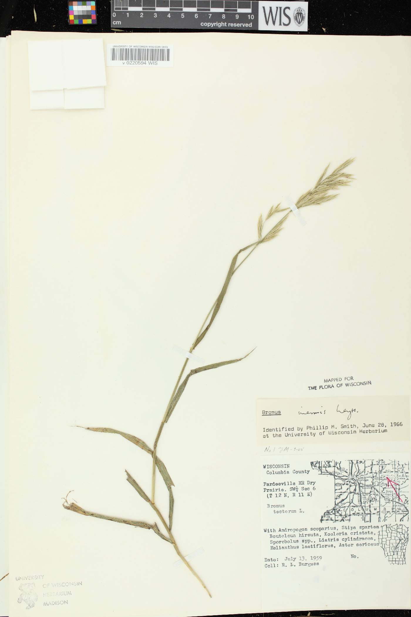 Bromus inermis image