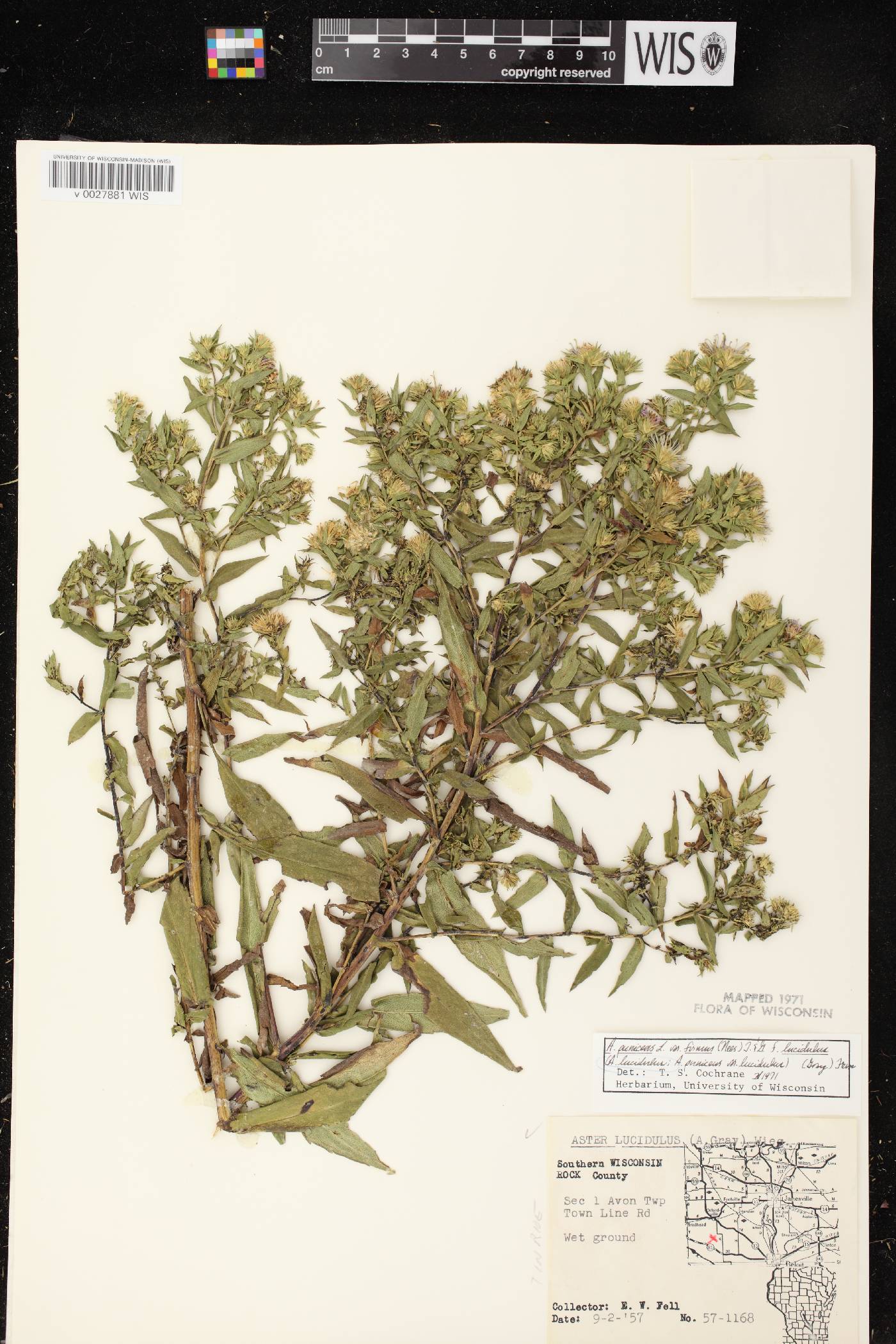 Symphyotrichum firmum image