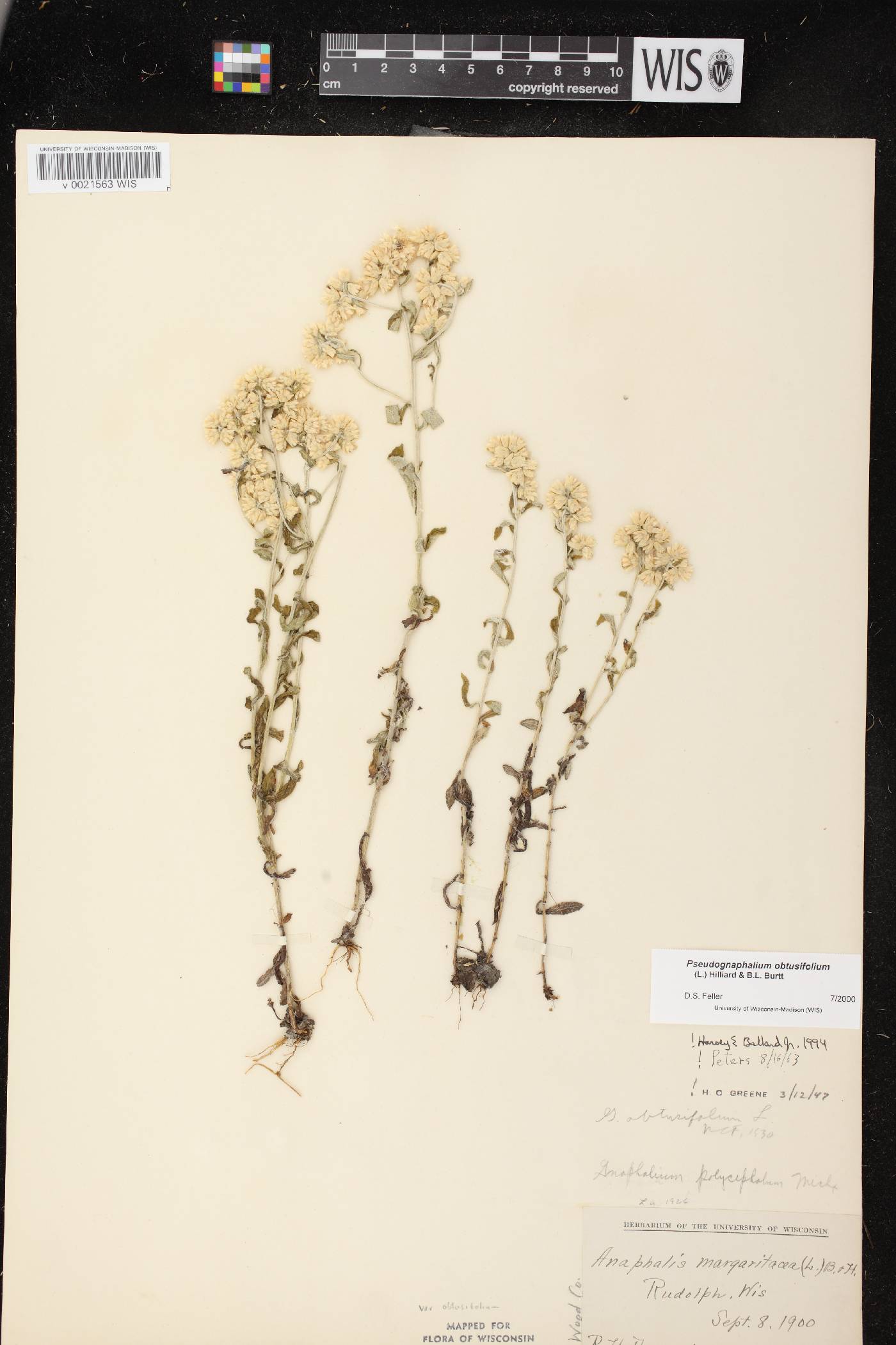 Pseudognaphalium obtusifolium image