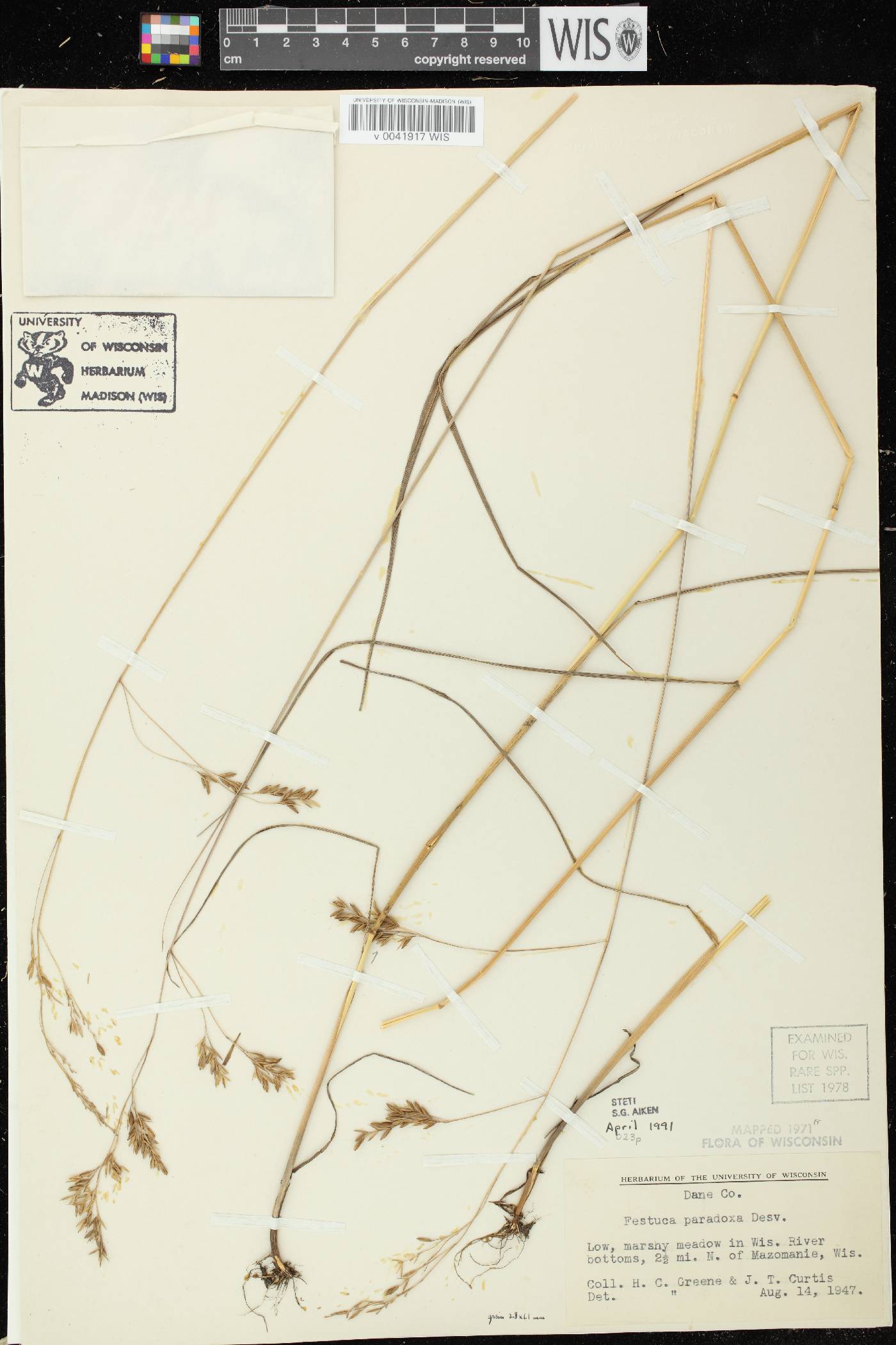 Festuca paradoxa image