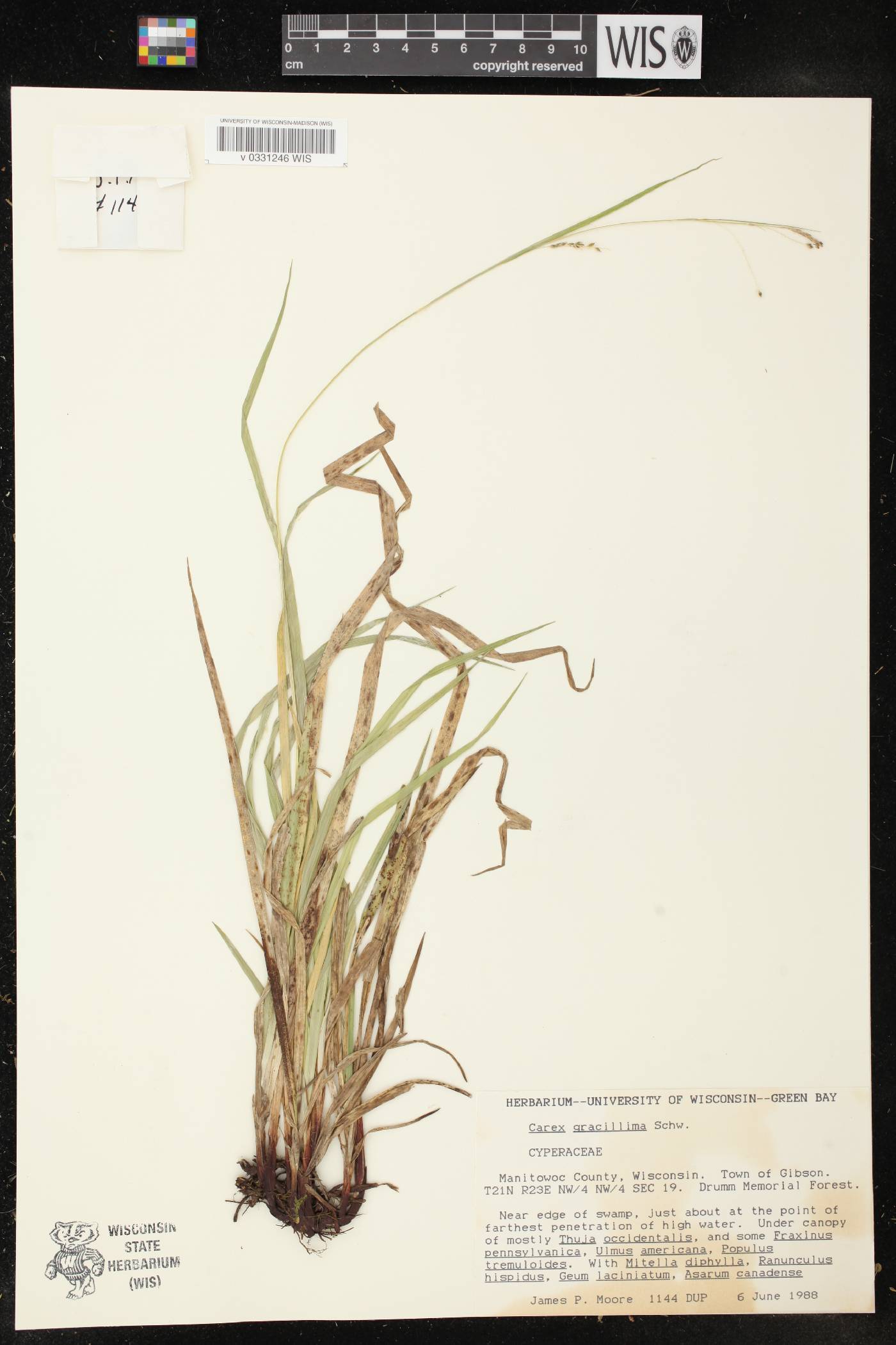 Carex gracillima image