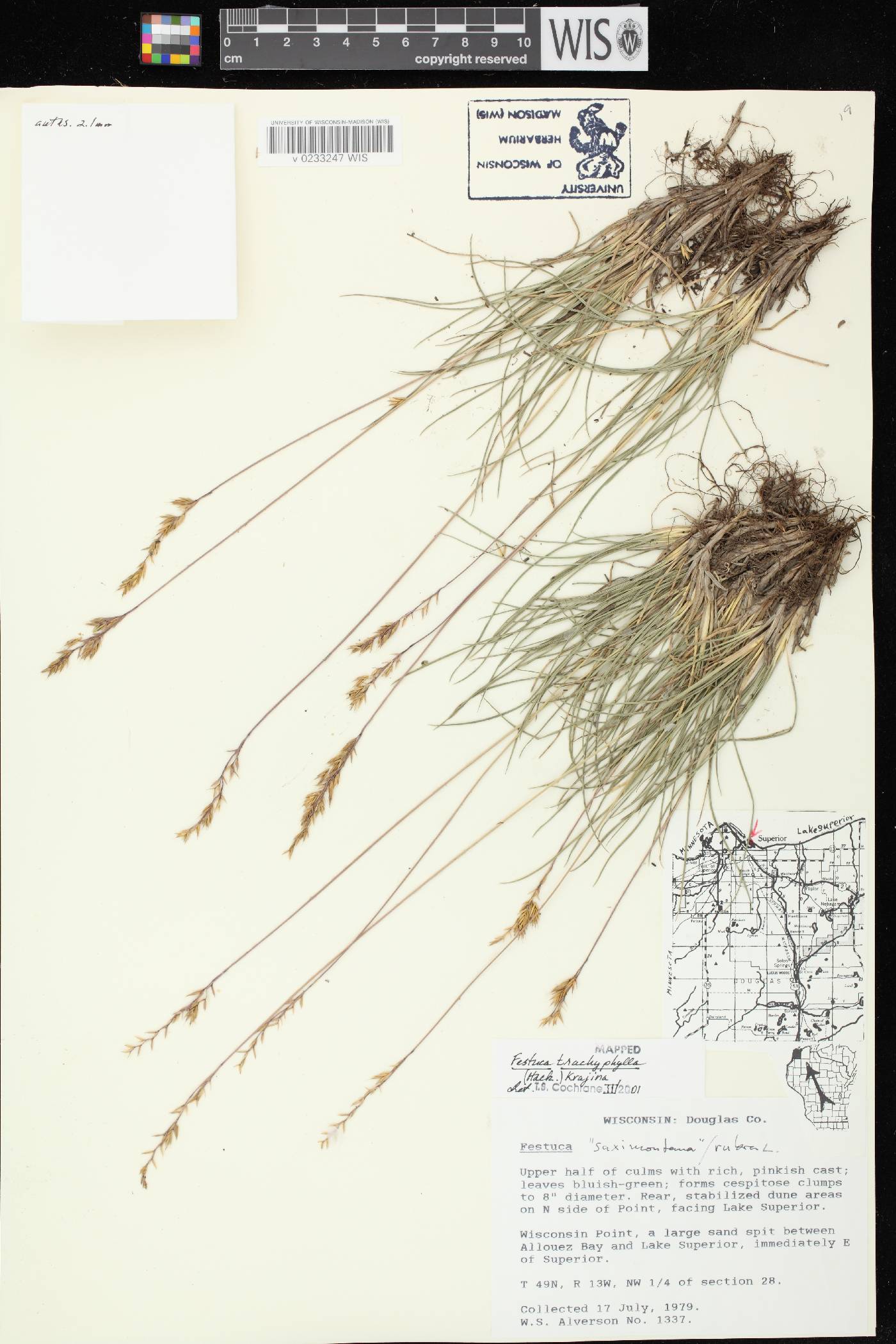 Festuca trachyphylla image