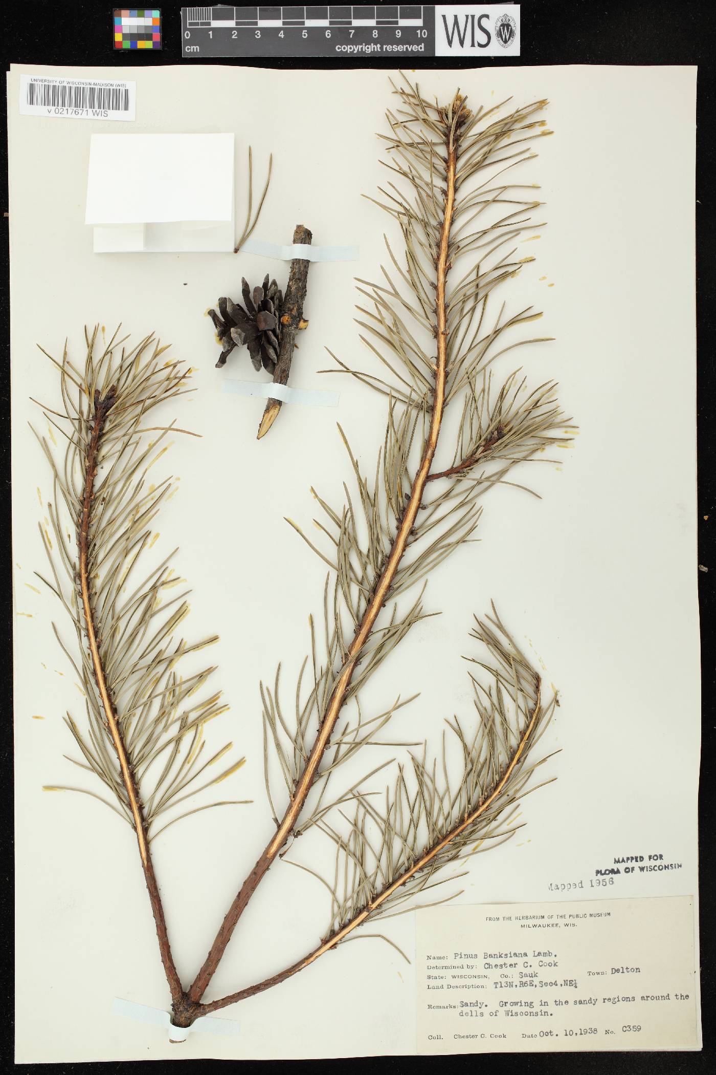 Pinus banksiana image