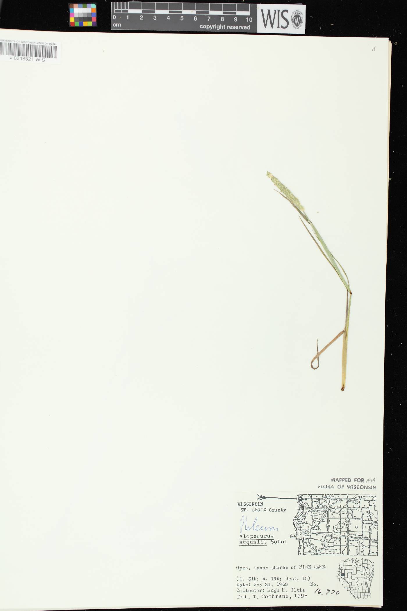 Alopecurus aequalis image