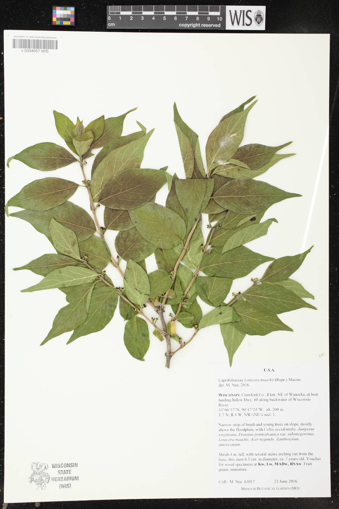 Lonicera maackii image