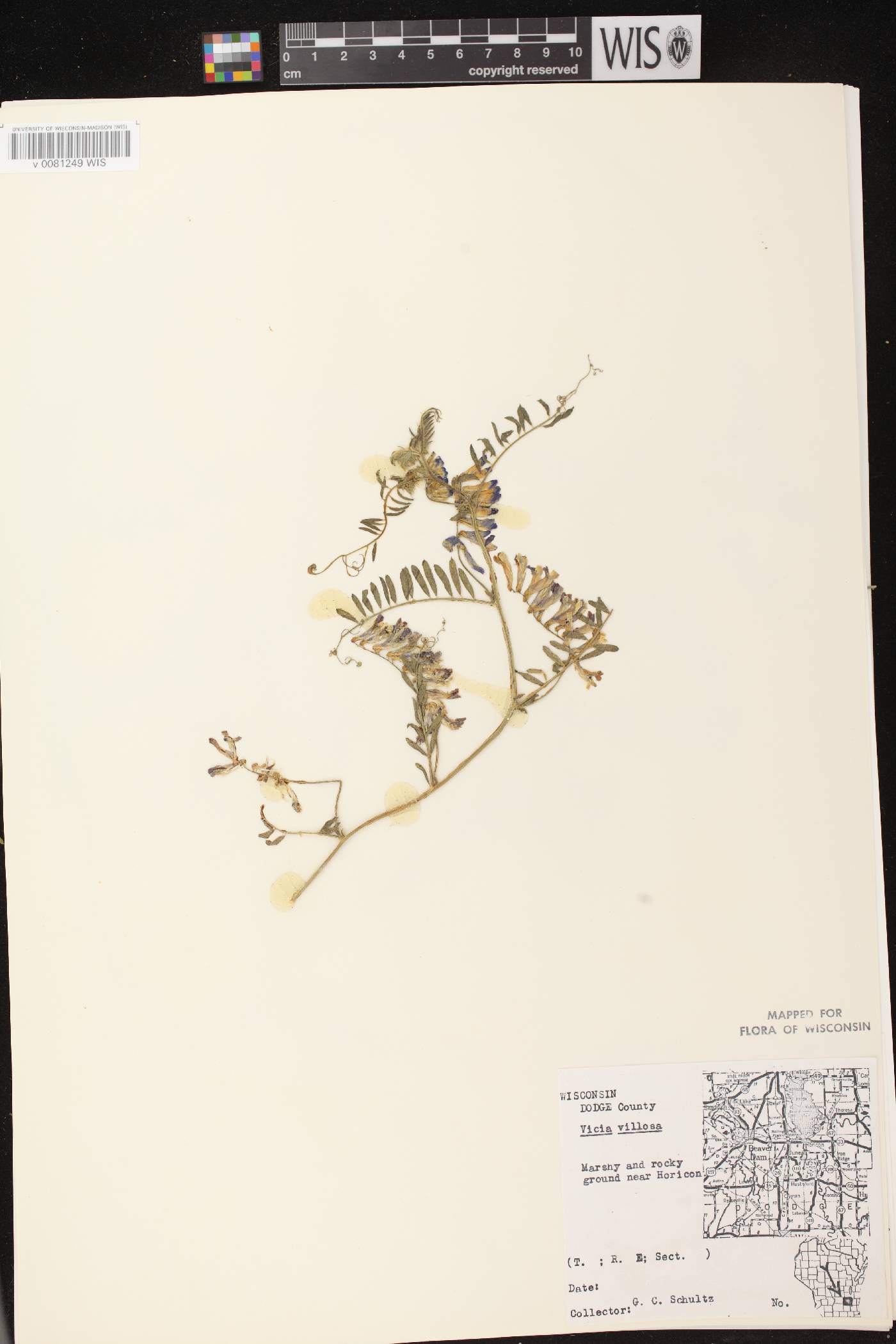 Vicia villosa image