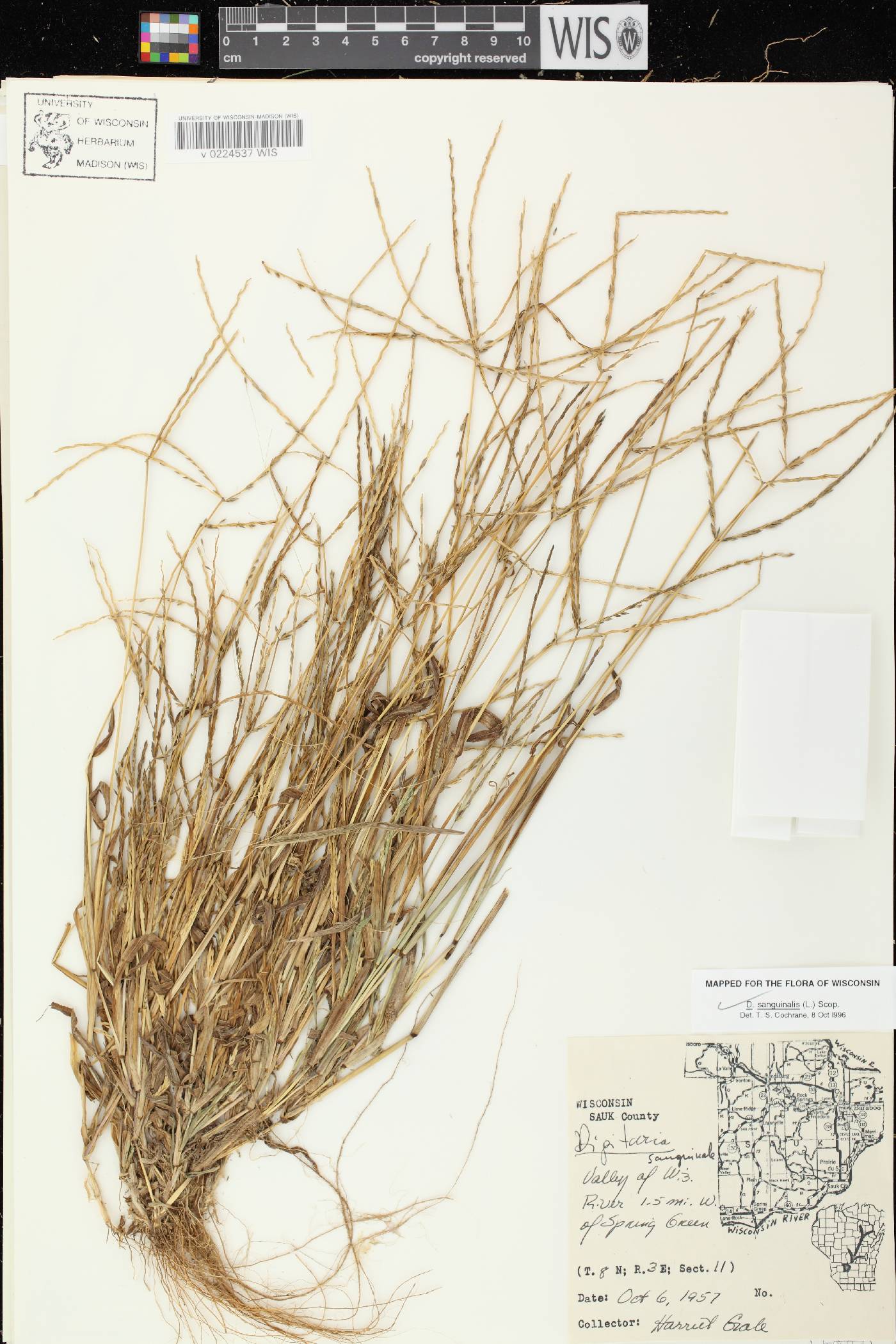 Digitaria sanguinalis image