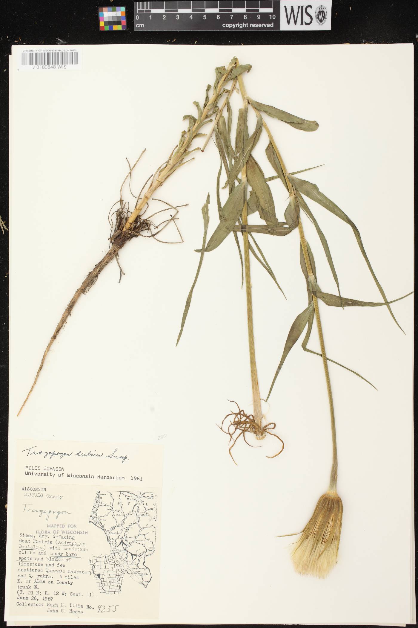 Tragopogon dubius image