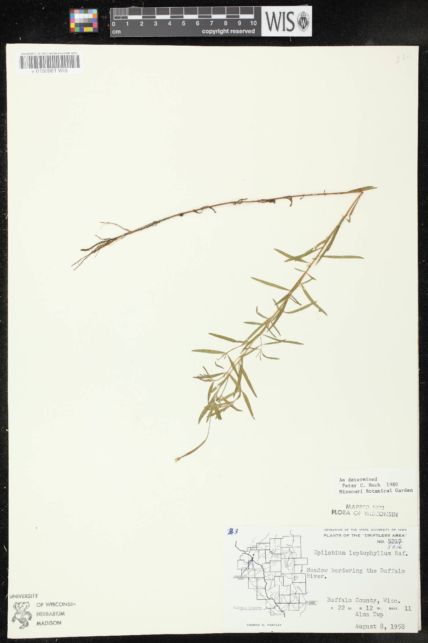 Epilobium leptophyllum image