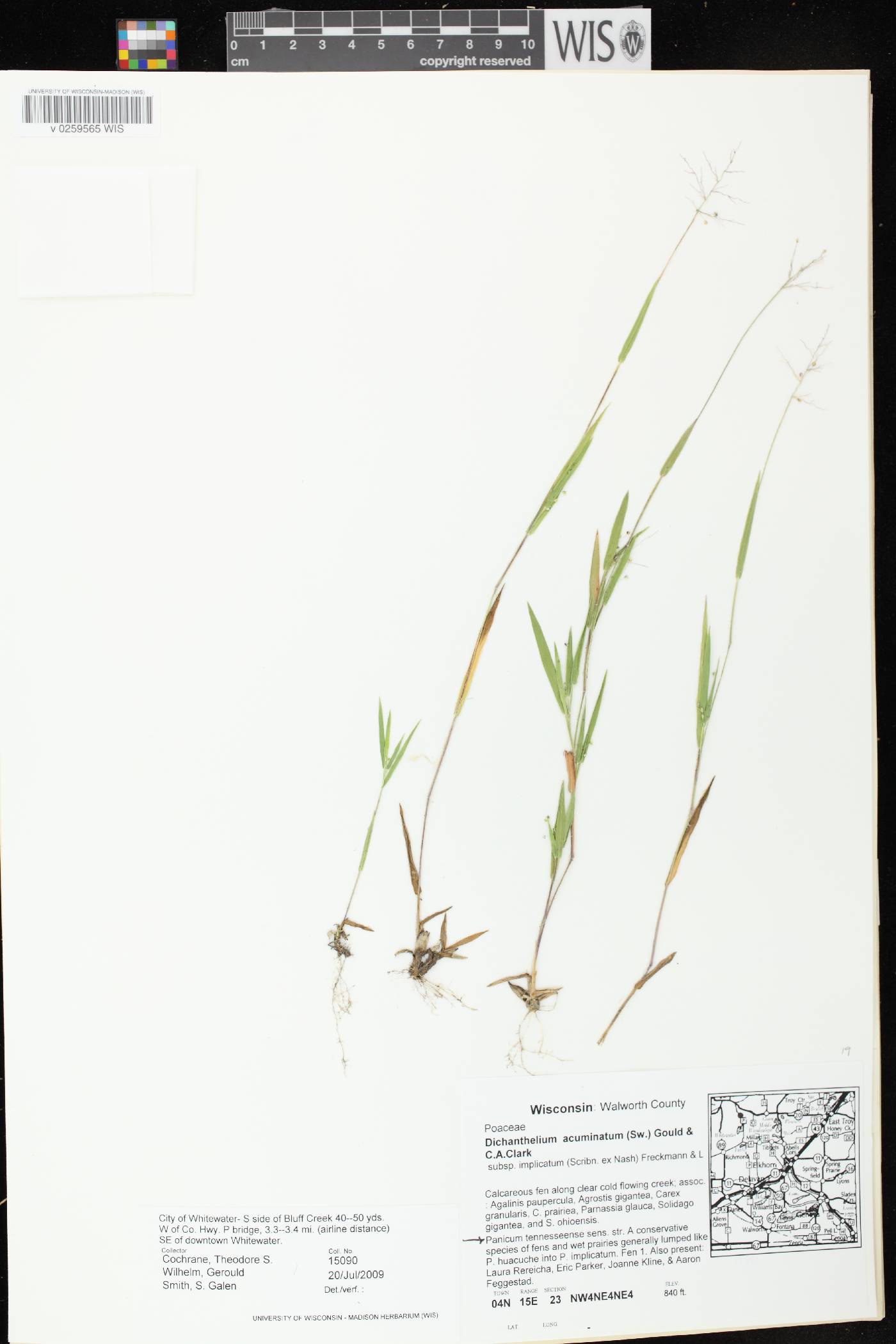 Dichanthelium meridionale image