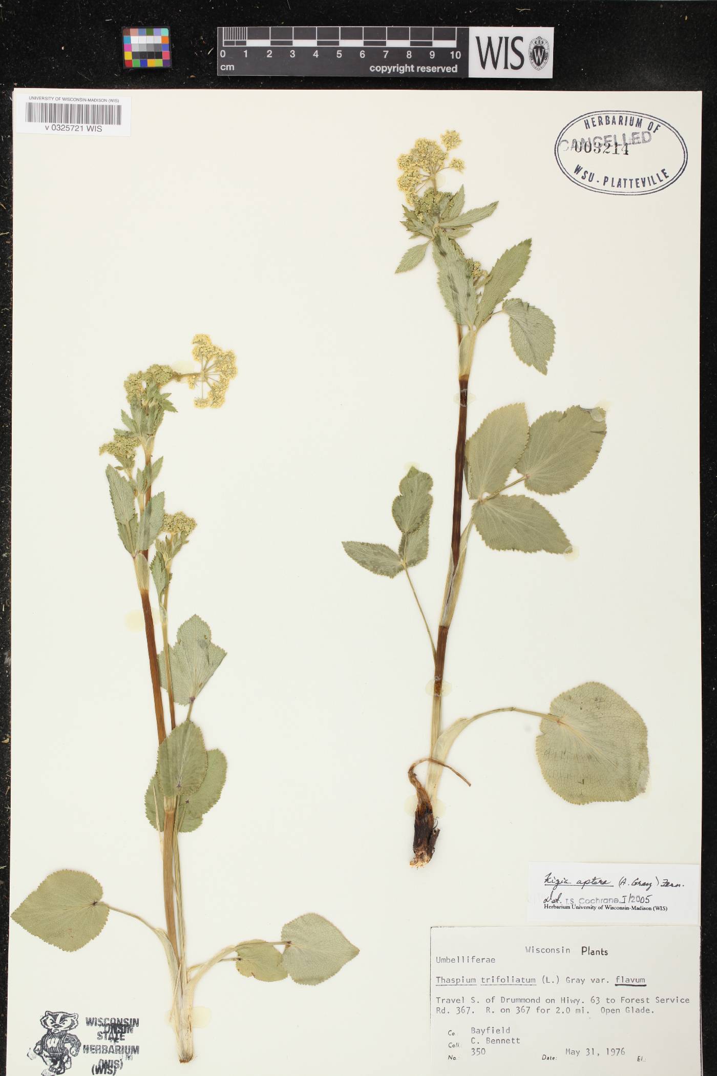 Zizia aptera image