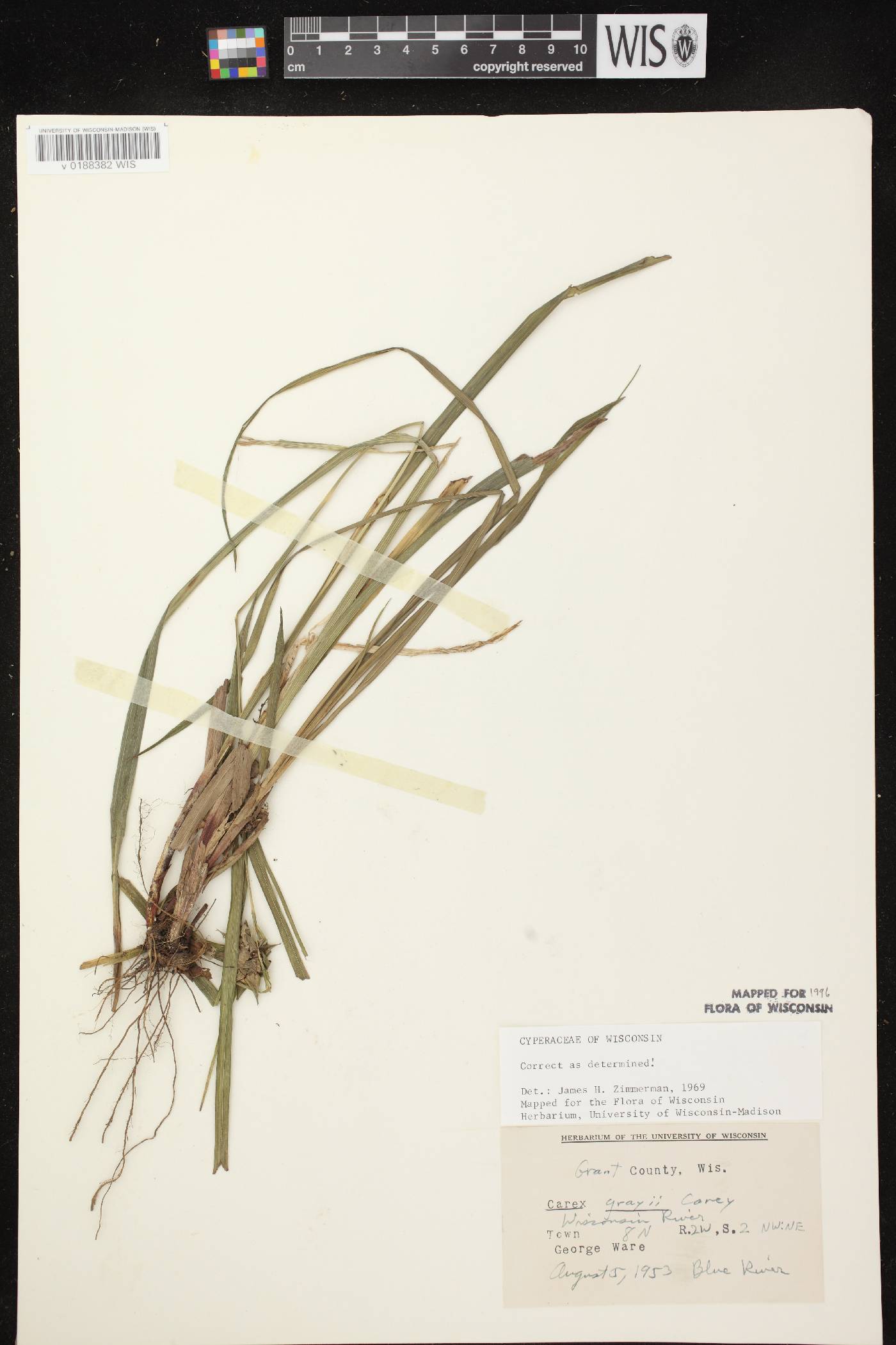 Carex grayi image