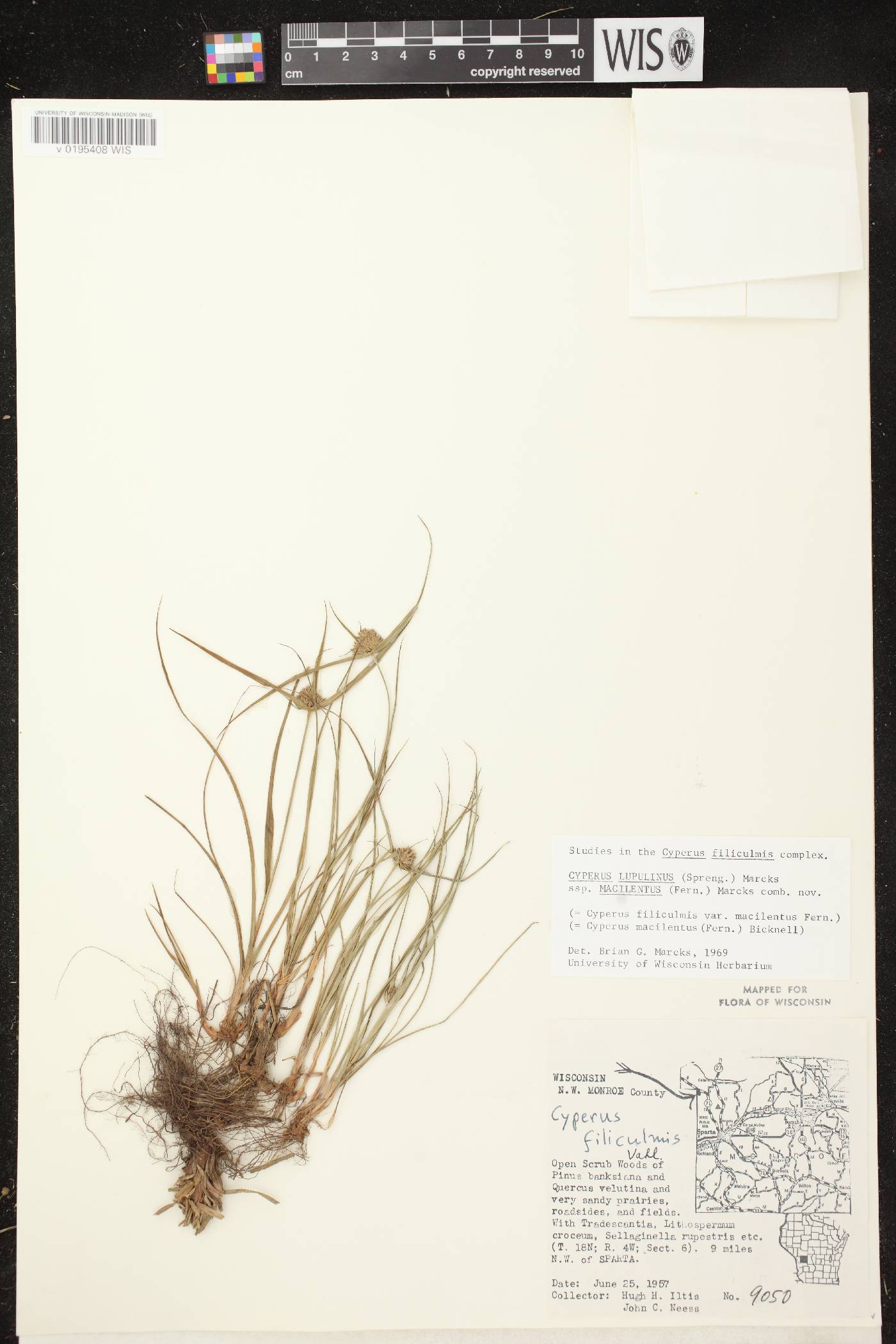 Cyperus lupulinus subsp. macilentus image