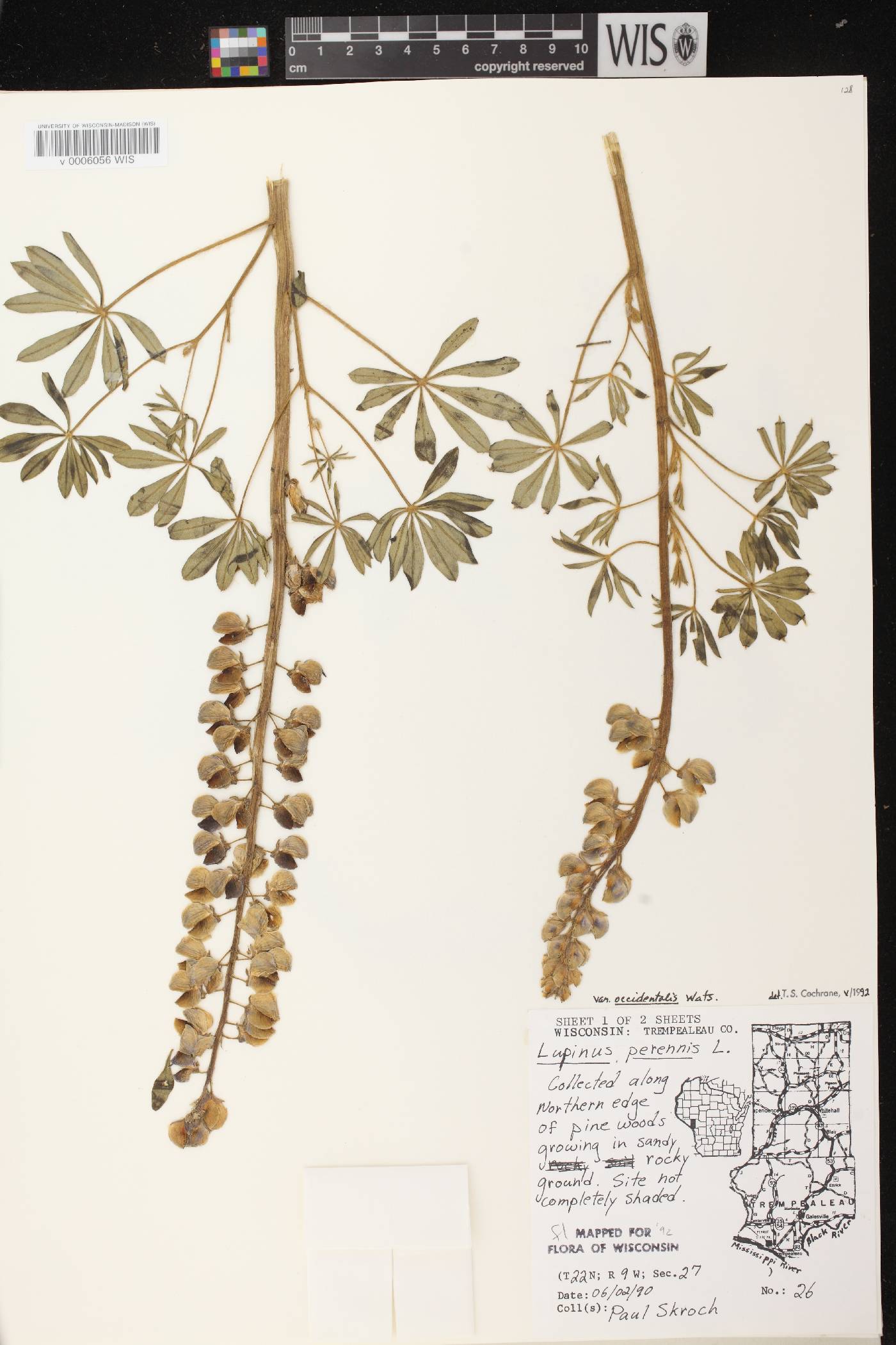 Lupinus perennis var. occidentalis image