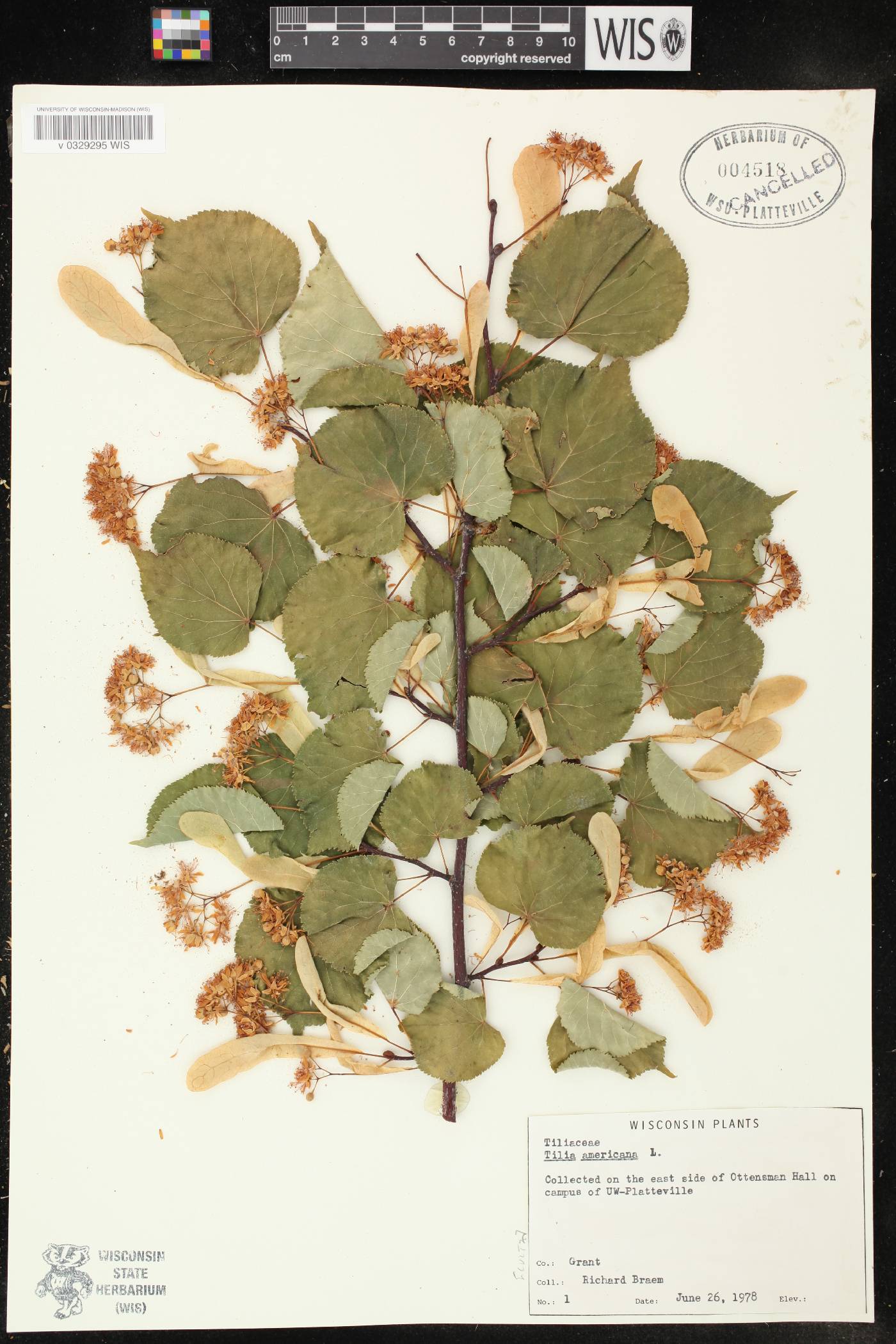 Tilia americana var. americana image