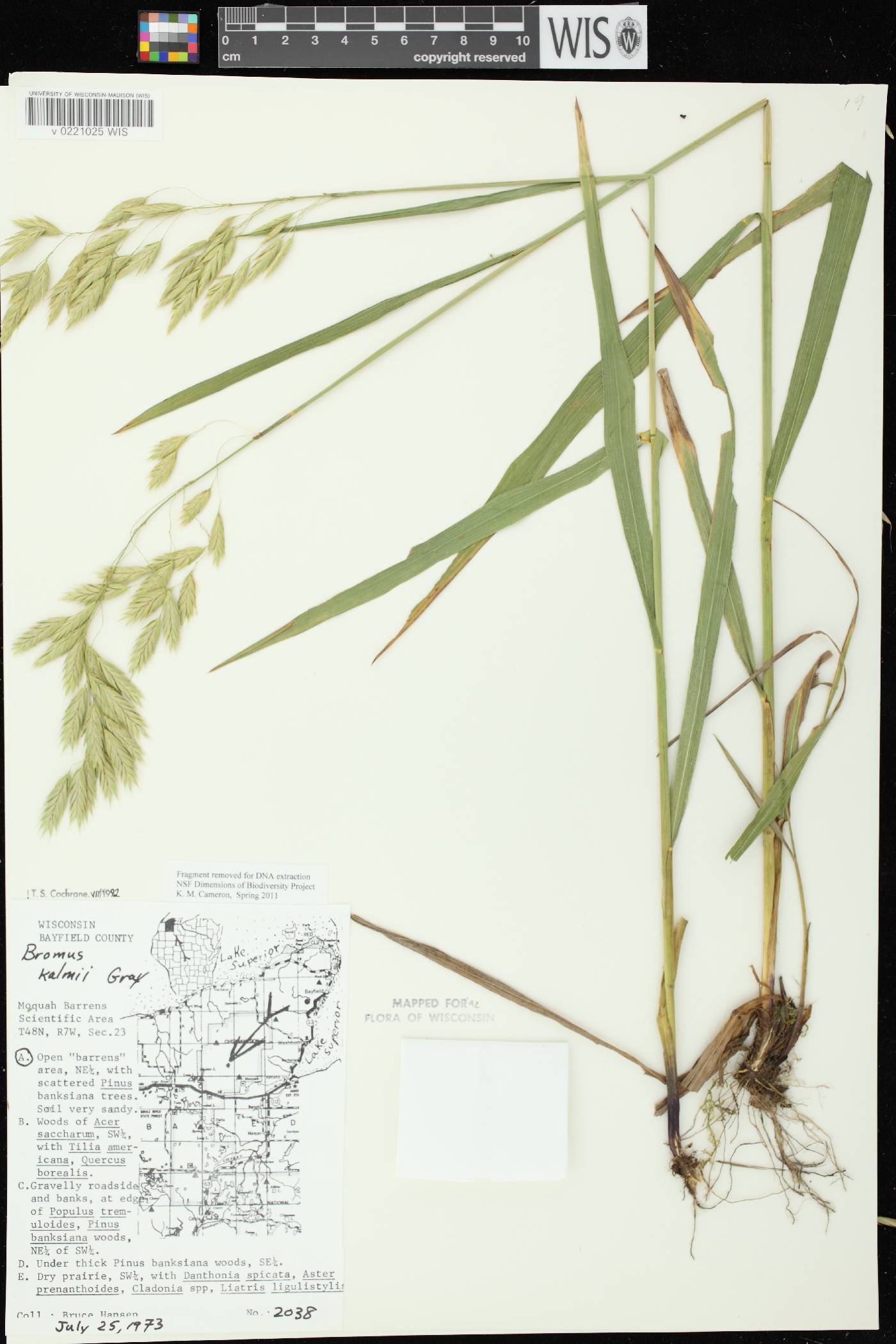 Bromus kalmii image